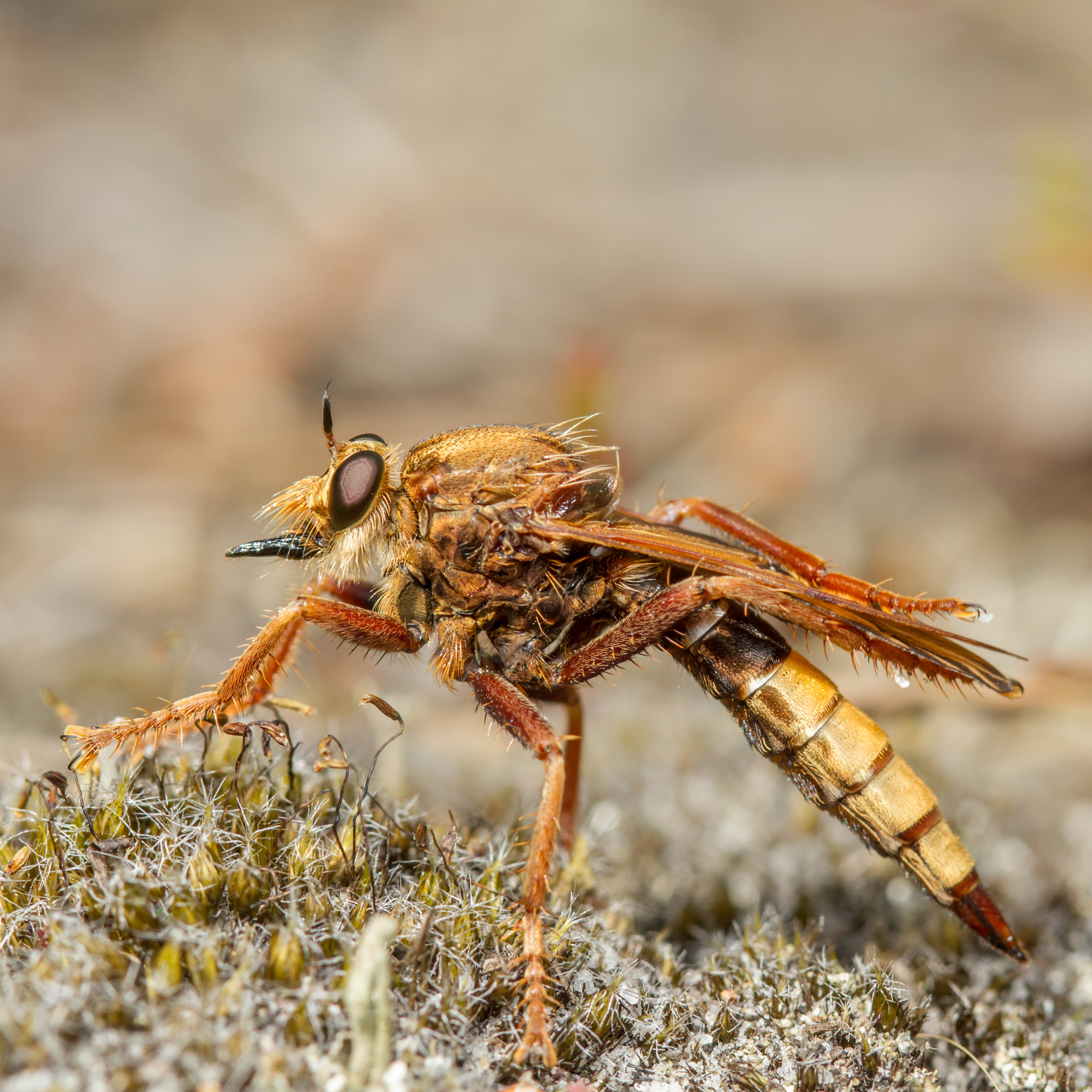 Canon EF 100mm F2.8 Macro USM sample photo. Hornet robberfly (asilus crobroniformis) photography