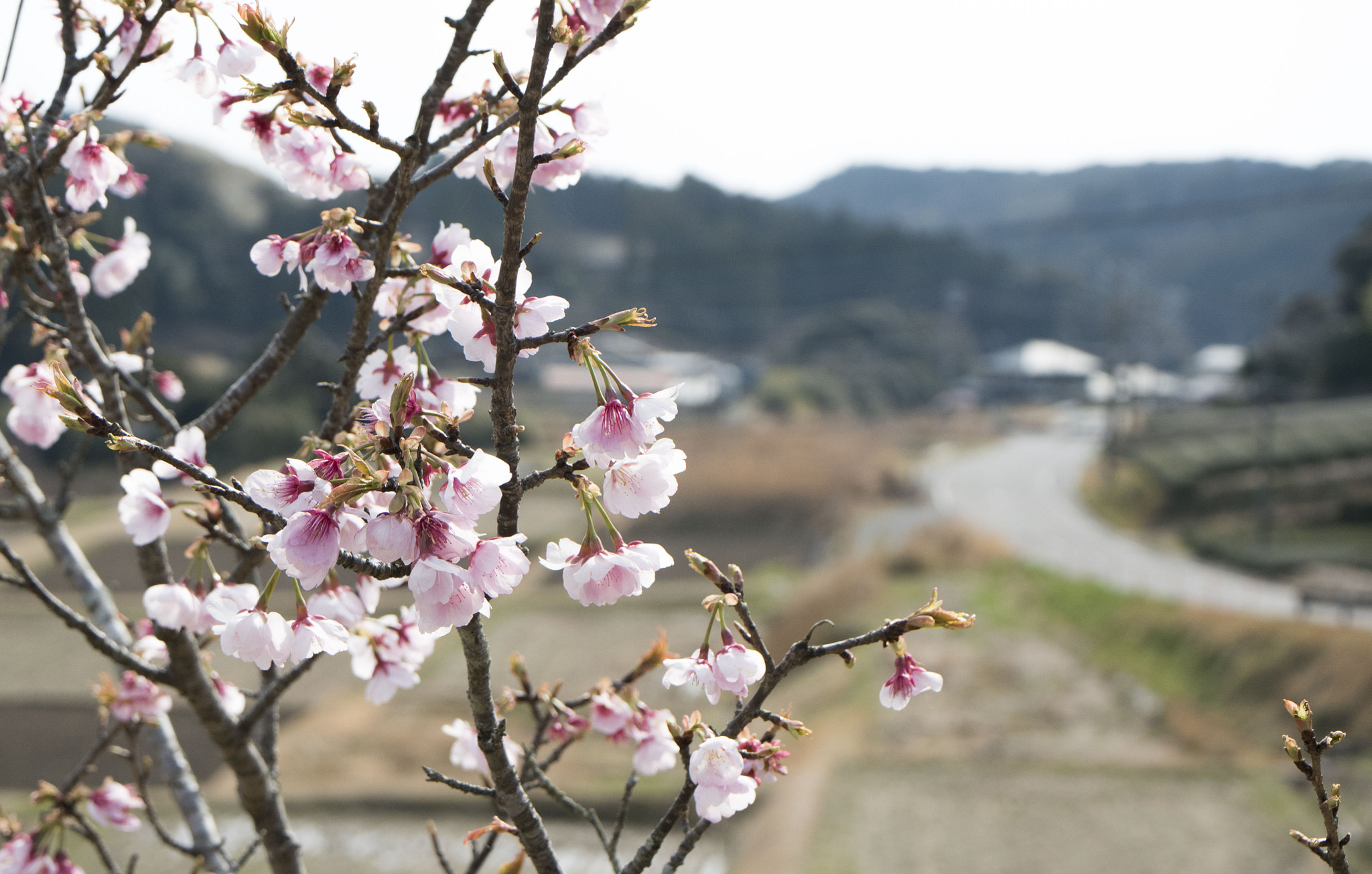 Panasonic Lumix DMC-GM5 + Panasonic Leica DG Macro-Elmarit 45mm F2.8 ASPH OIS sample photo. Spring photography