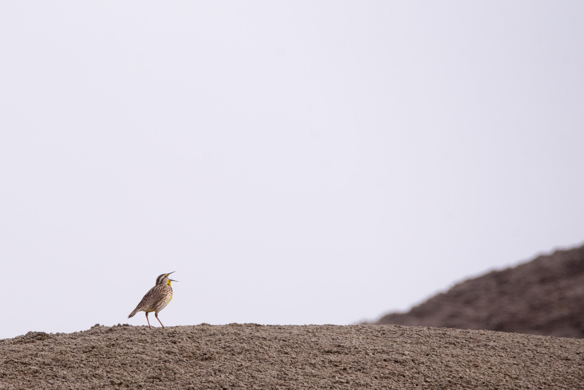 Nikon D750 + Sigma 150-600mm F5-6.3 DG OS HSM | C sample photo. Meadowlark photography