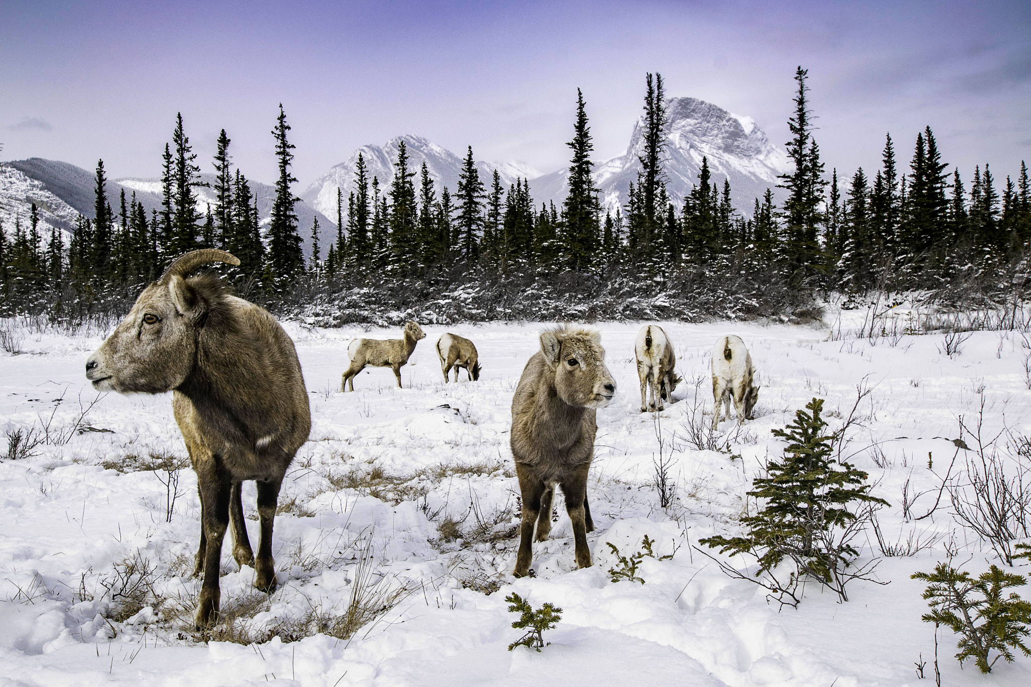 Nikon D3300 + Sigma 10-20mm F3.5 EX DC HSM sample photo. Big horn sheep in jasper photography