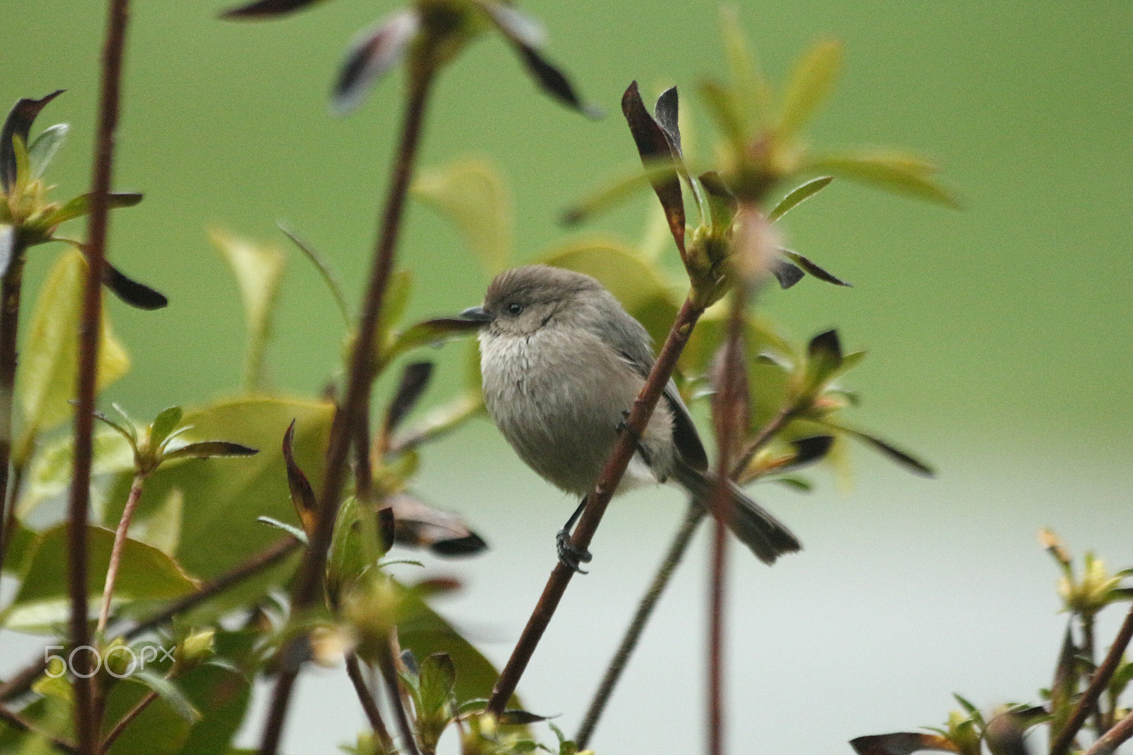 Canon EF 70-300mm F4-5.6 IS USM sample photo. Bushtit in bush photography