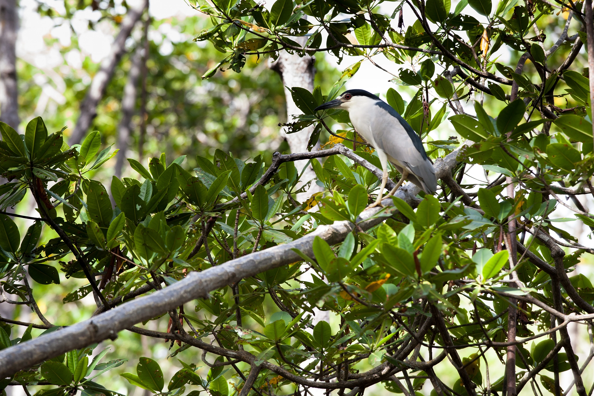 Canon EF 70-200mm F2.8L IS II USM sample photo. Los haitises photography