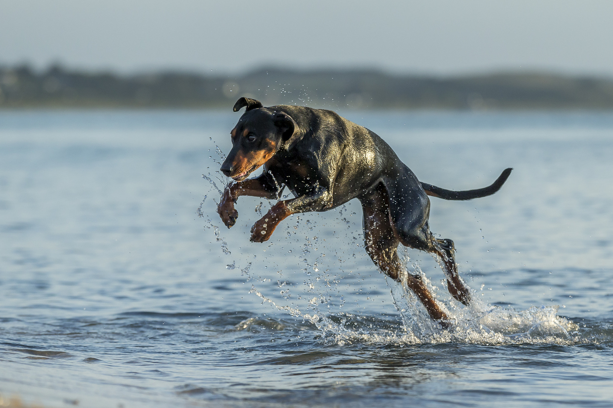 Canon EOS-1D X sample photo. Walking on water photography