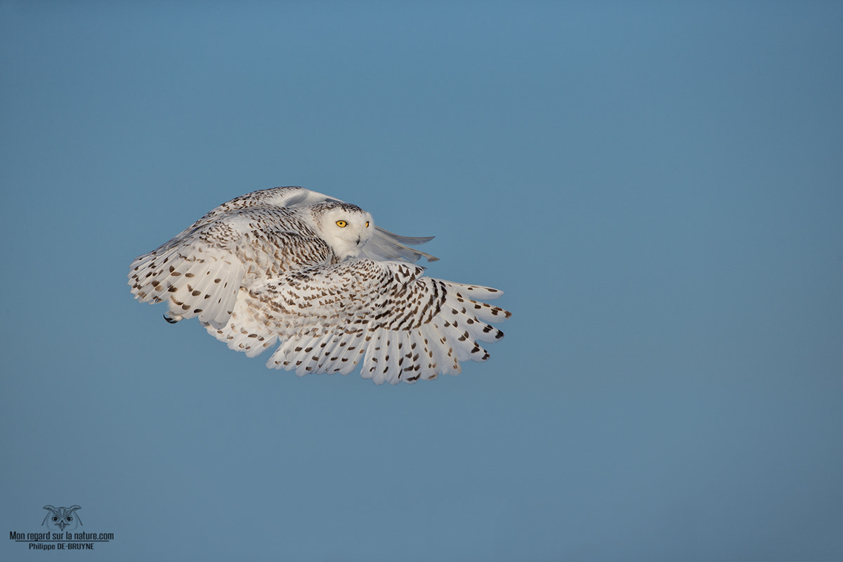 Canon EOS-1D X + Canon EF 500mm F4L IS USM sample photo. Goodbye my beauty !! photography