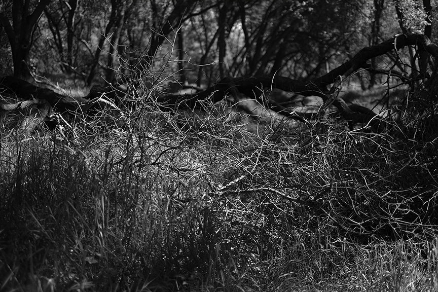 Fujifilm X-Pro1 + Fujifilm XF 35mm F1.4 R sample photo. Wickedthicket photography