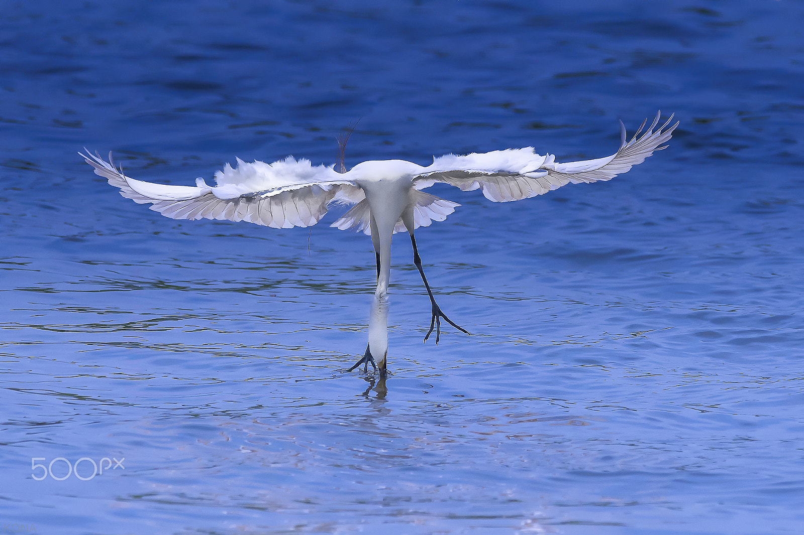 Nikon AF-S Nikkor 400mm F2.8G ED VR II sample photo. Sagi    33343277700.jpg photography