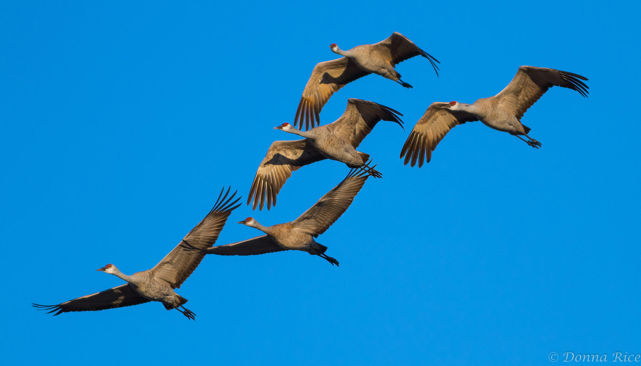 Canon EOS 7D + Canon EF 400mm F5.6L USM sample photo. Majestic sandhill cranes photography