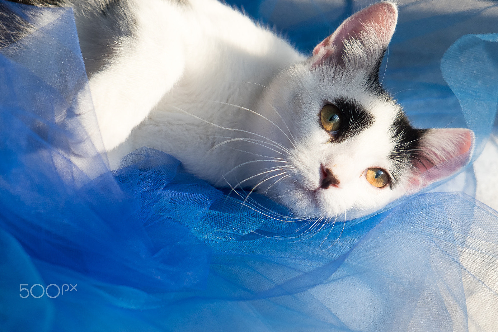 Fujifilm X-E2 + Fujifilm XF 18-55mm F2.8-4 R LM OIS sample photo. Tutu by susie, :) photography
