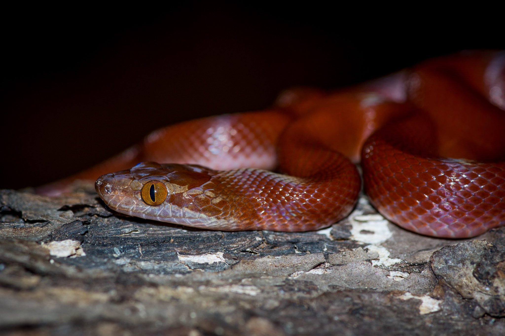 Pentax K-3 + Pentax smc D-FA 100mm F2.8 Macro WR sample photo. Boaedon capensis - brown house snake "kenya red" photography