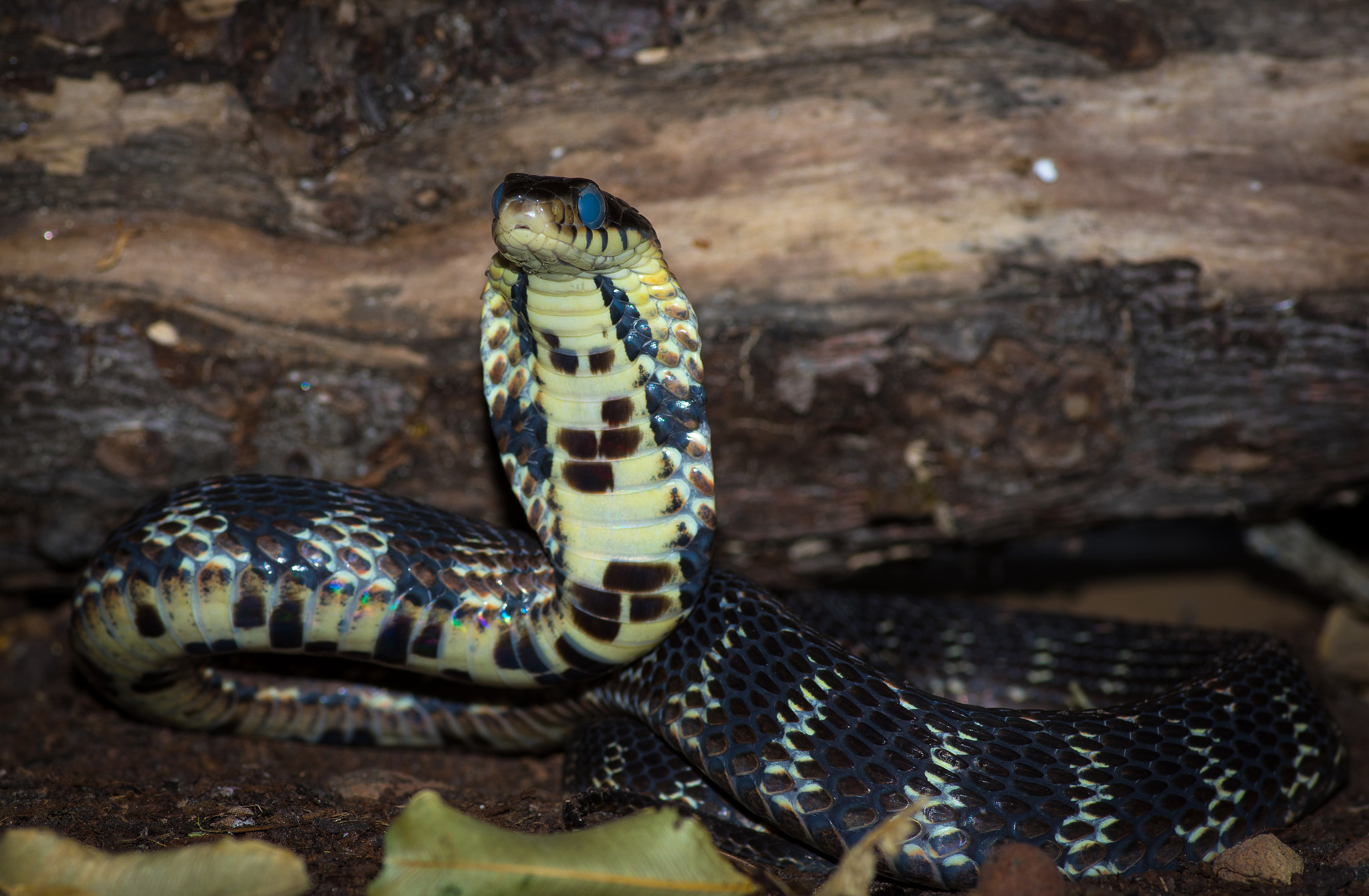 Pentax smc D-FA 100mm F2.8 Macro WR sample photo. Pseudoxenodon macrops - large eyed bamboo snake or chinese false cobra photography