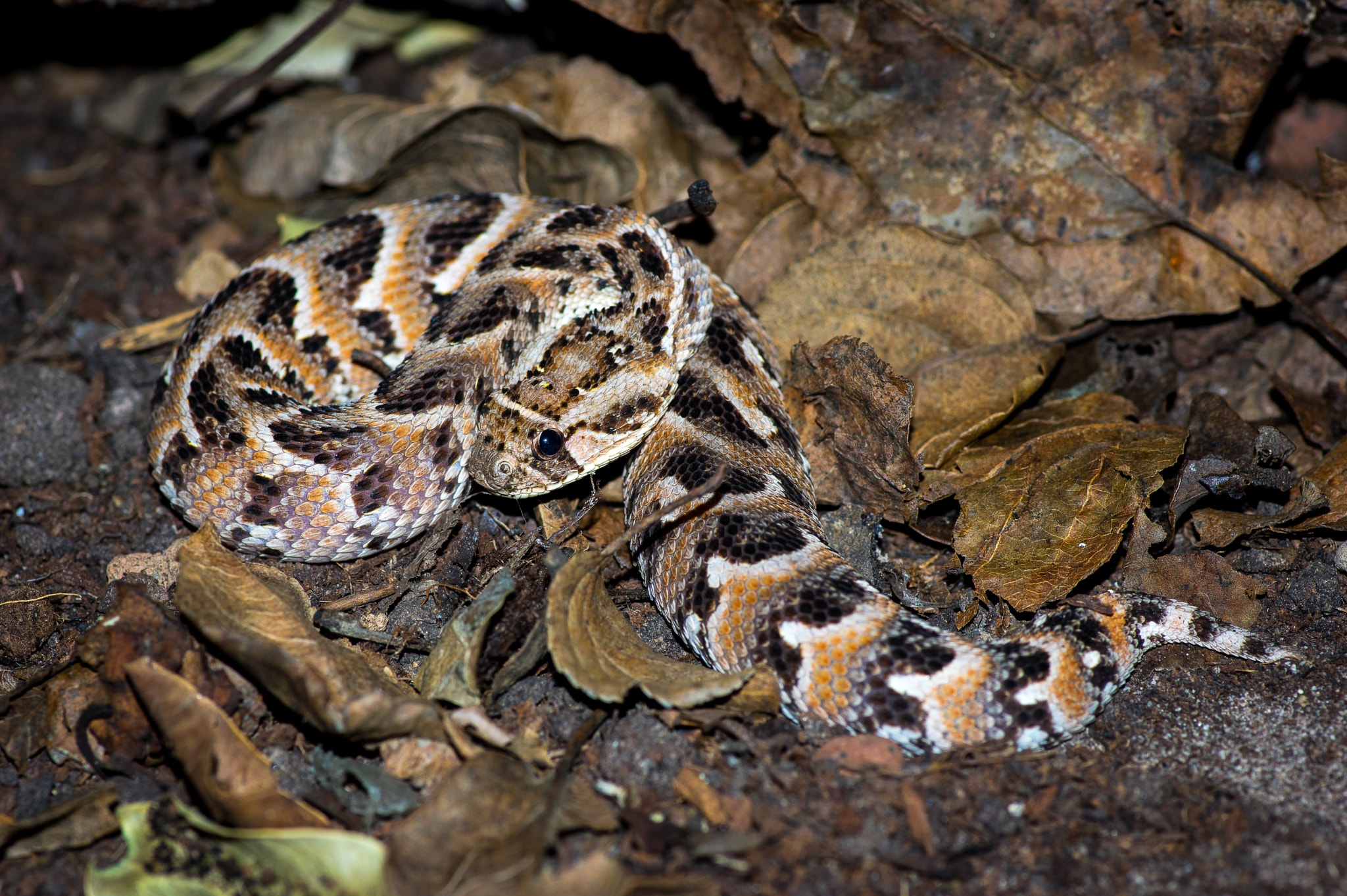 Pentax K-3 + Pentax smc D-FA 100mm F2.8 Macro WR sample photo. Bitis arietans - puff adder "lake nakuru" photography