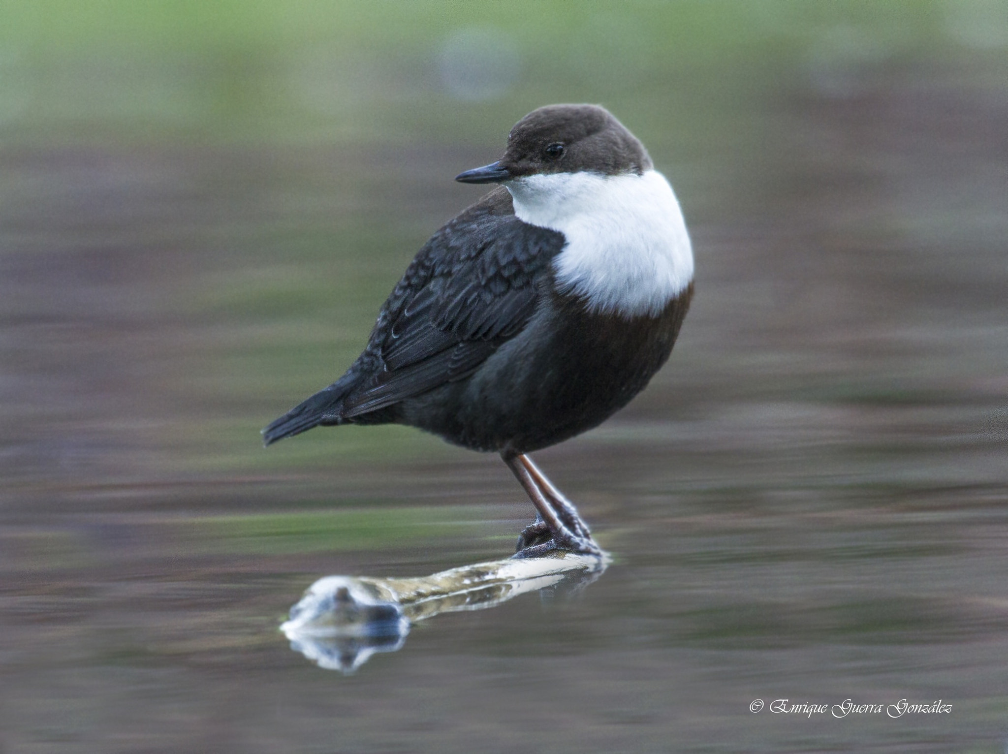 Canon EF 100-400mm F4.5-5.6L IS USM sample photo