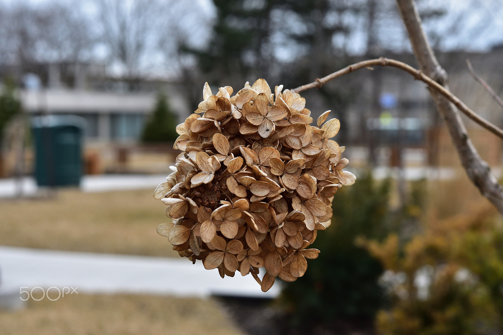Nikon D7200 + Nikon AF-S Nikkor 50mm F1.8G sample photo. Dried flowers photography