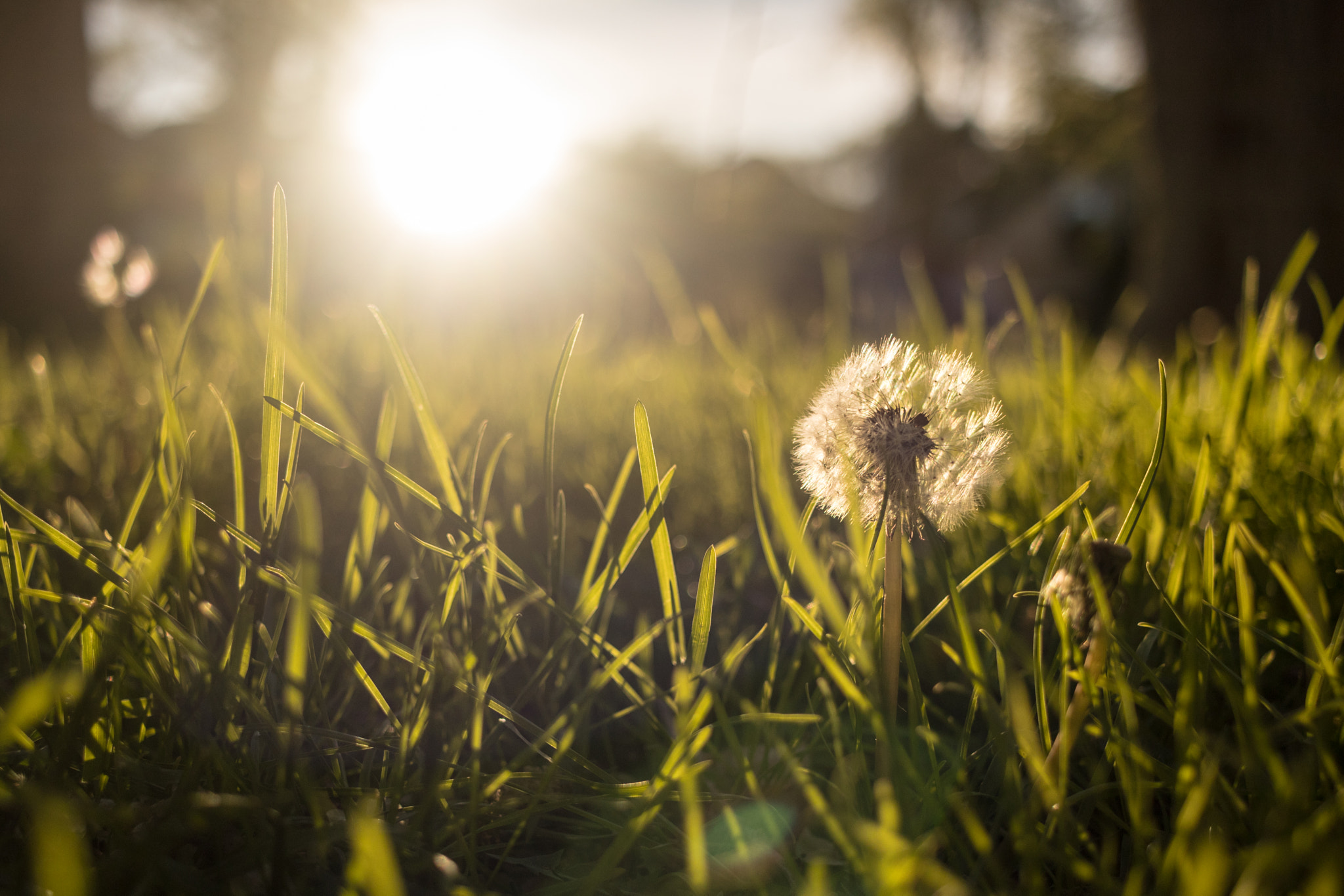 Canon EF-S 24mm F2.8 STM sample photo. The odd one out photography
