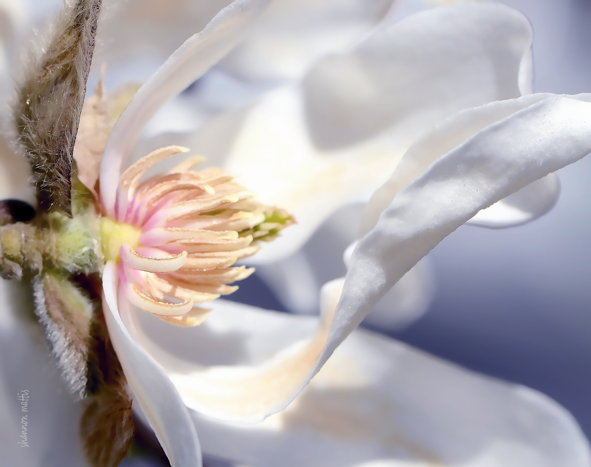 Nikon AF-S Micro-Nikkor 105mm F2.8G IF-ED VR sample photo. Steel magnolias photography