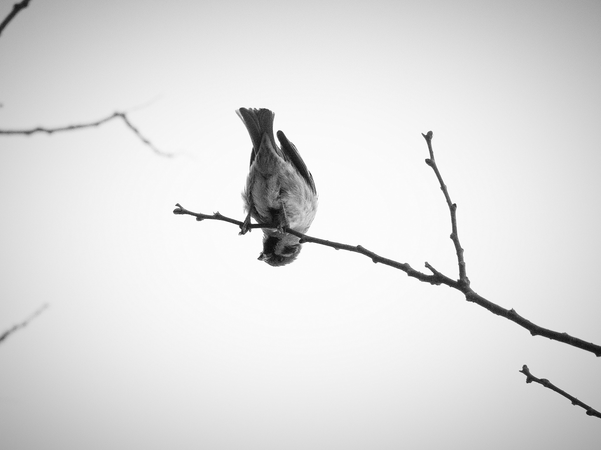 CASIO EX-ZR800 sample photo. Naughty sparrow photography