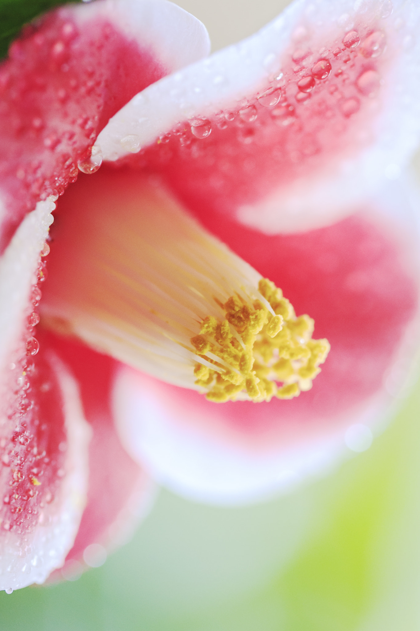 Canon EF 100mm F2.8L Macro IS USM sample photo. 玉之浦椿 photography
