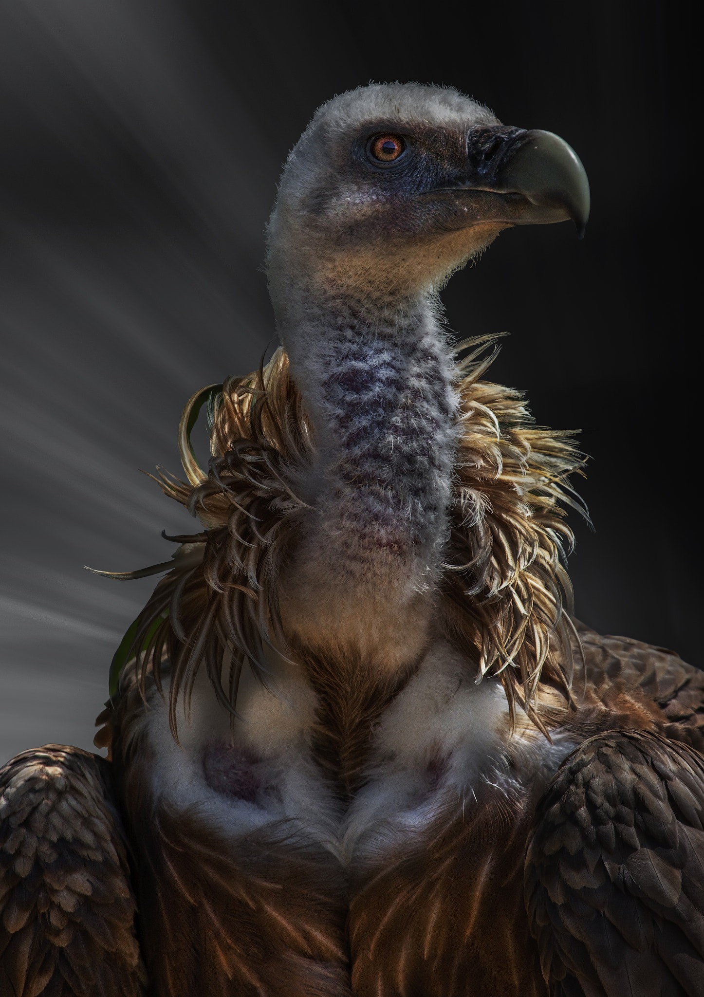 Canon EF 100-400mm F4.5-5.6L IS USM sample photo. Vulture photography