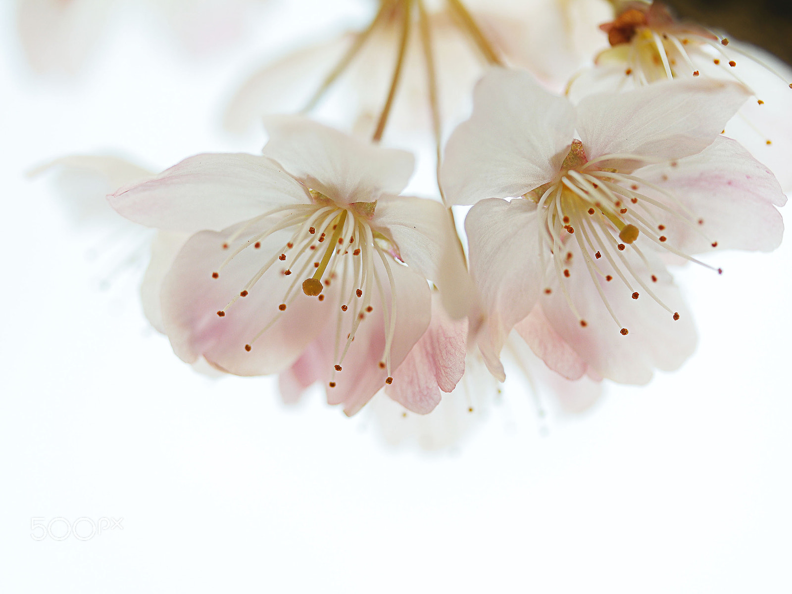 Canon EF-S 60mm F2.8 Macro USM sample photo. 陽光桜 photography
