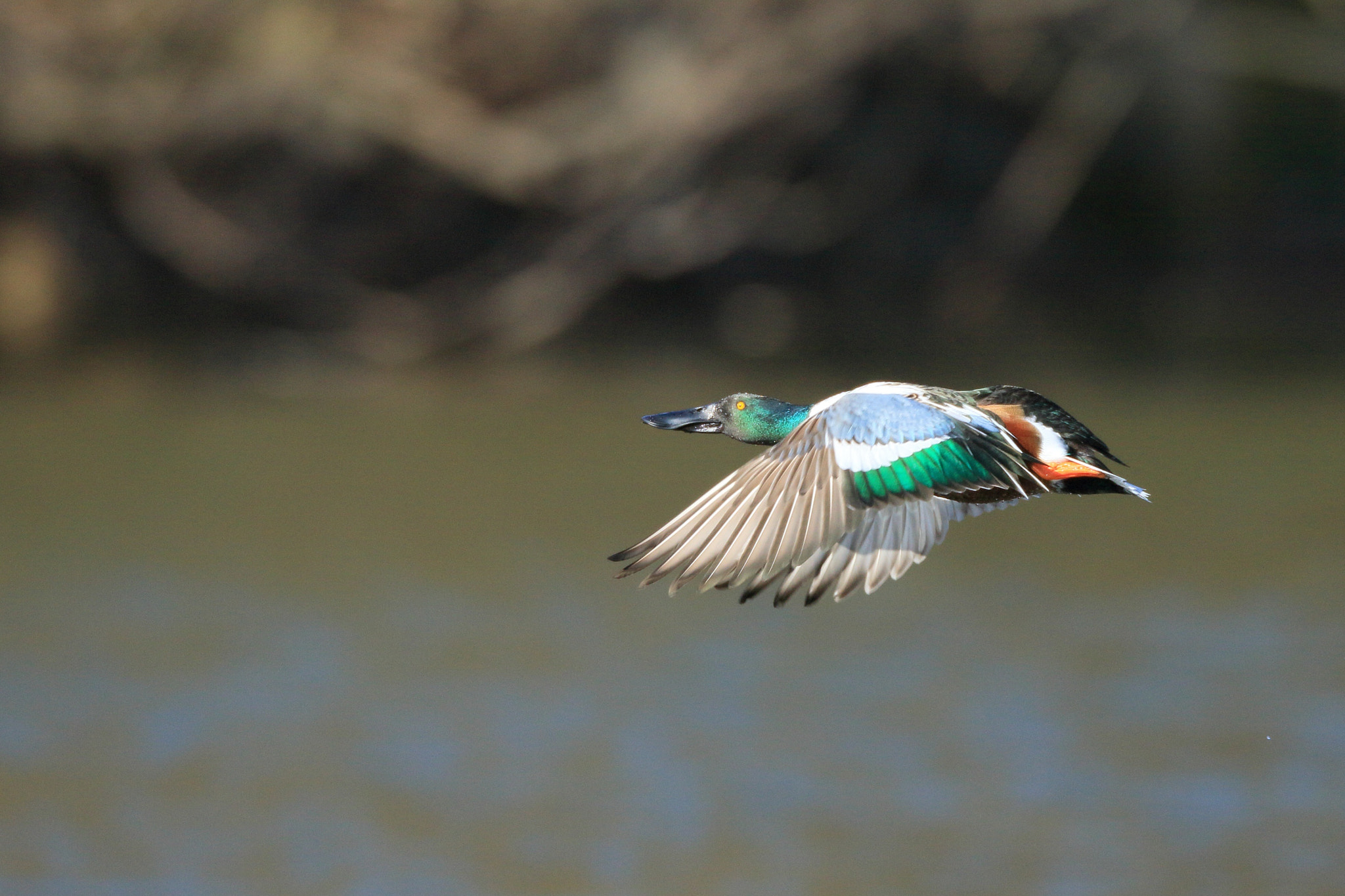 Canon EOS 7D Mark II + Canon EF 800mm F5.6L IS USM sample photo. ハシビロガモ northern shoveler photography