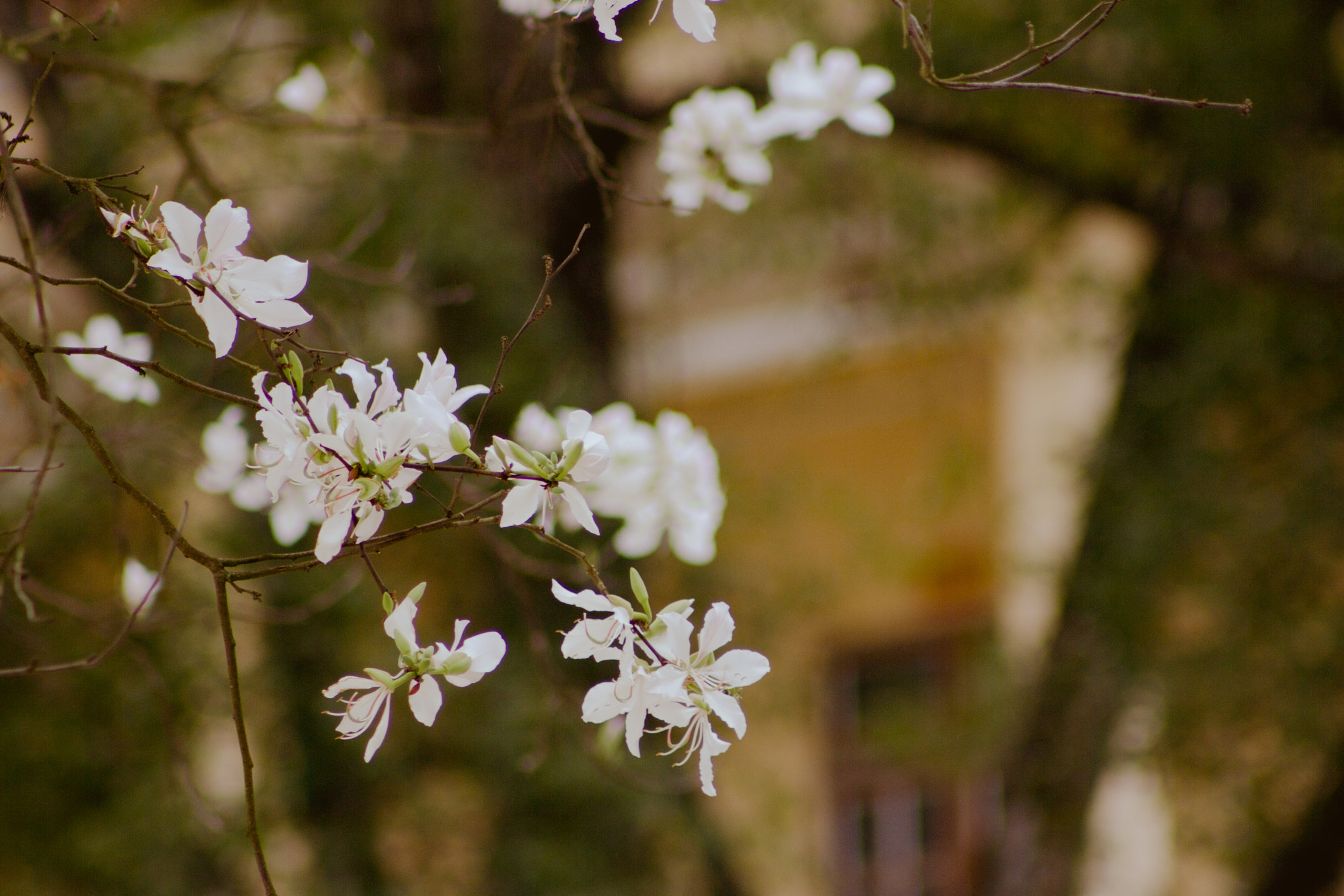 Canon EOS 60D + EF75-300mm f/4-5.6 sample photo. Beautiful in white photography
