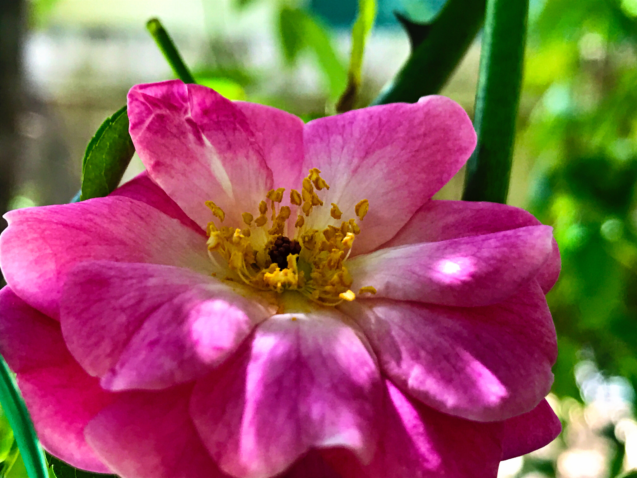 Apple iPhone9,4 sample photo. Colorful climbing rose photography