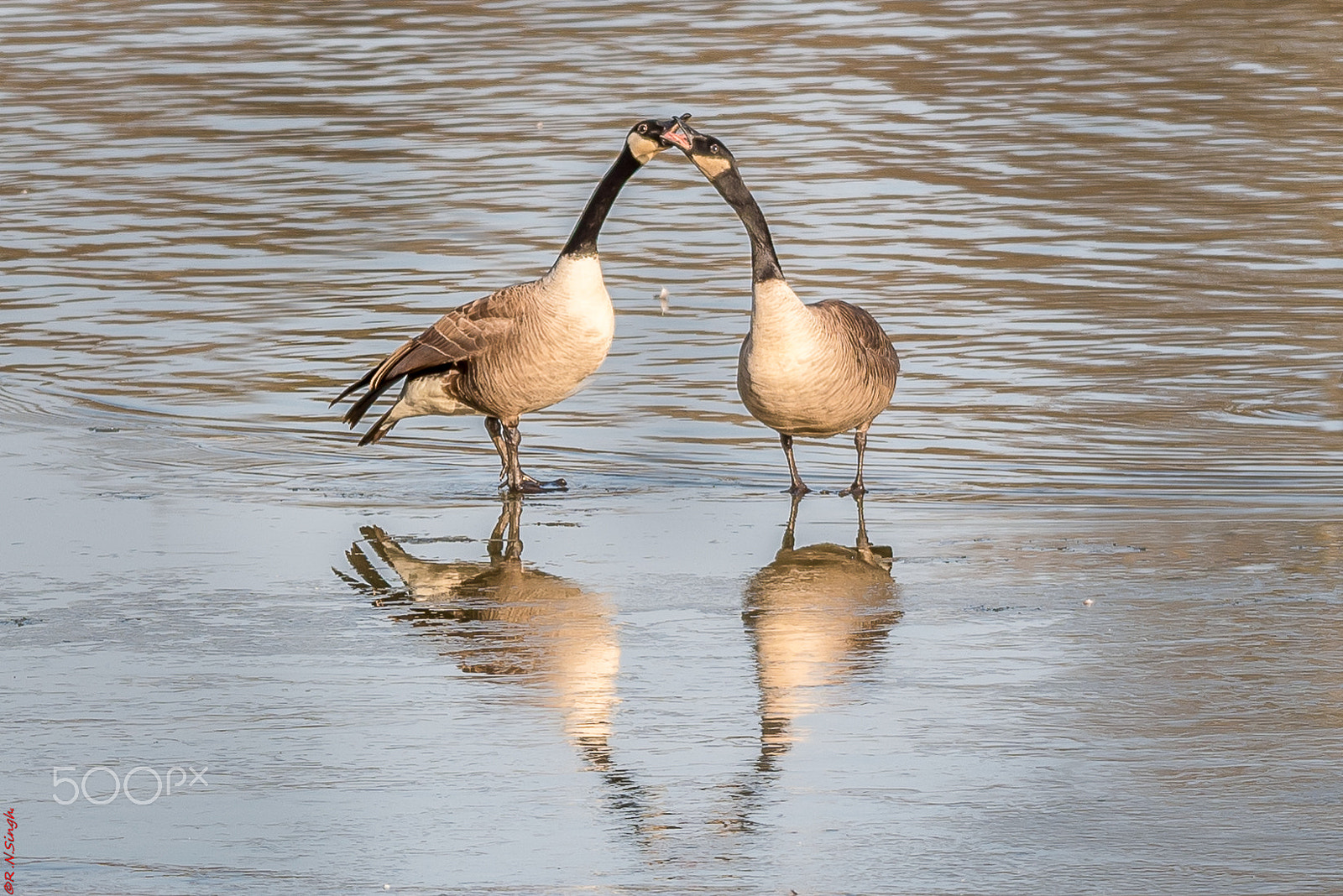 Nikon AF-S Nikkor 200-500mm F5.6E ED VR sample photo. Competition photography