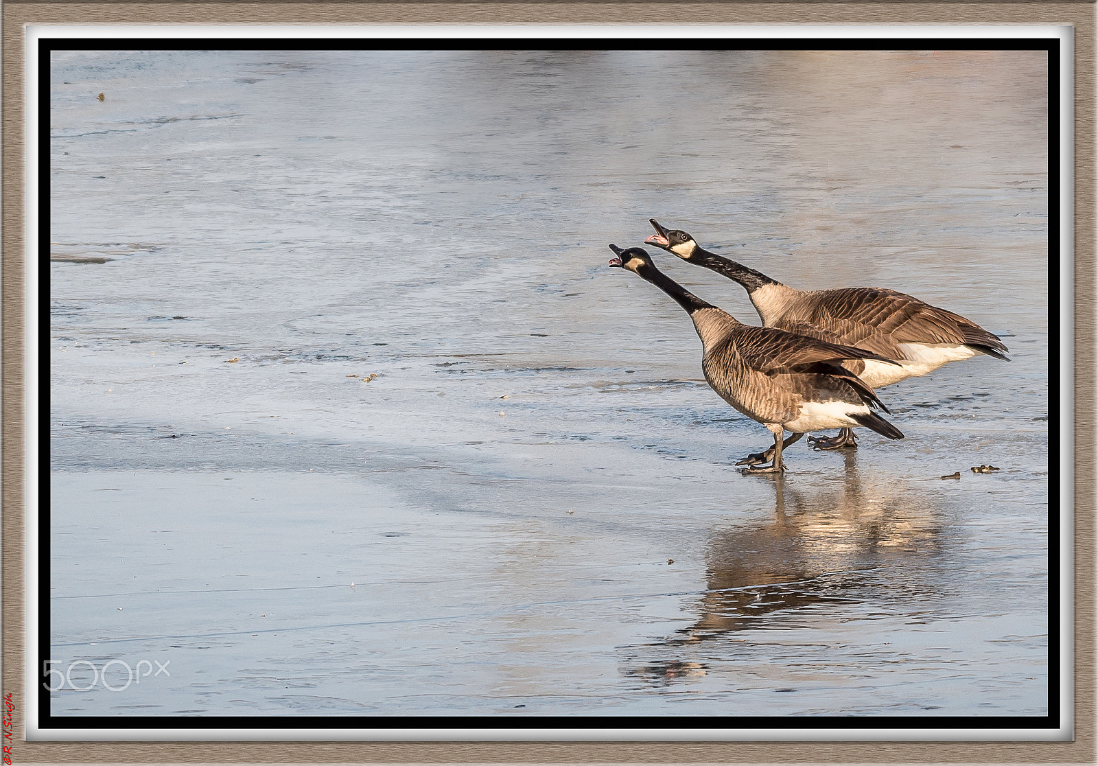 Nikon AF-S Nikkor 200-500mm F5.6E ED VR sample photo. Duck song photography