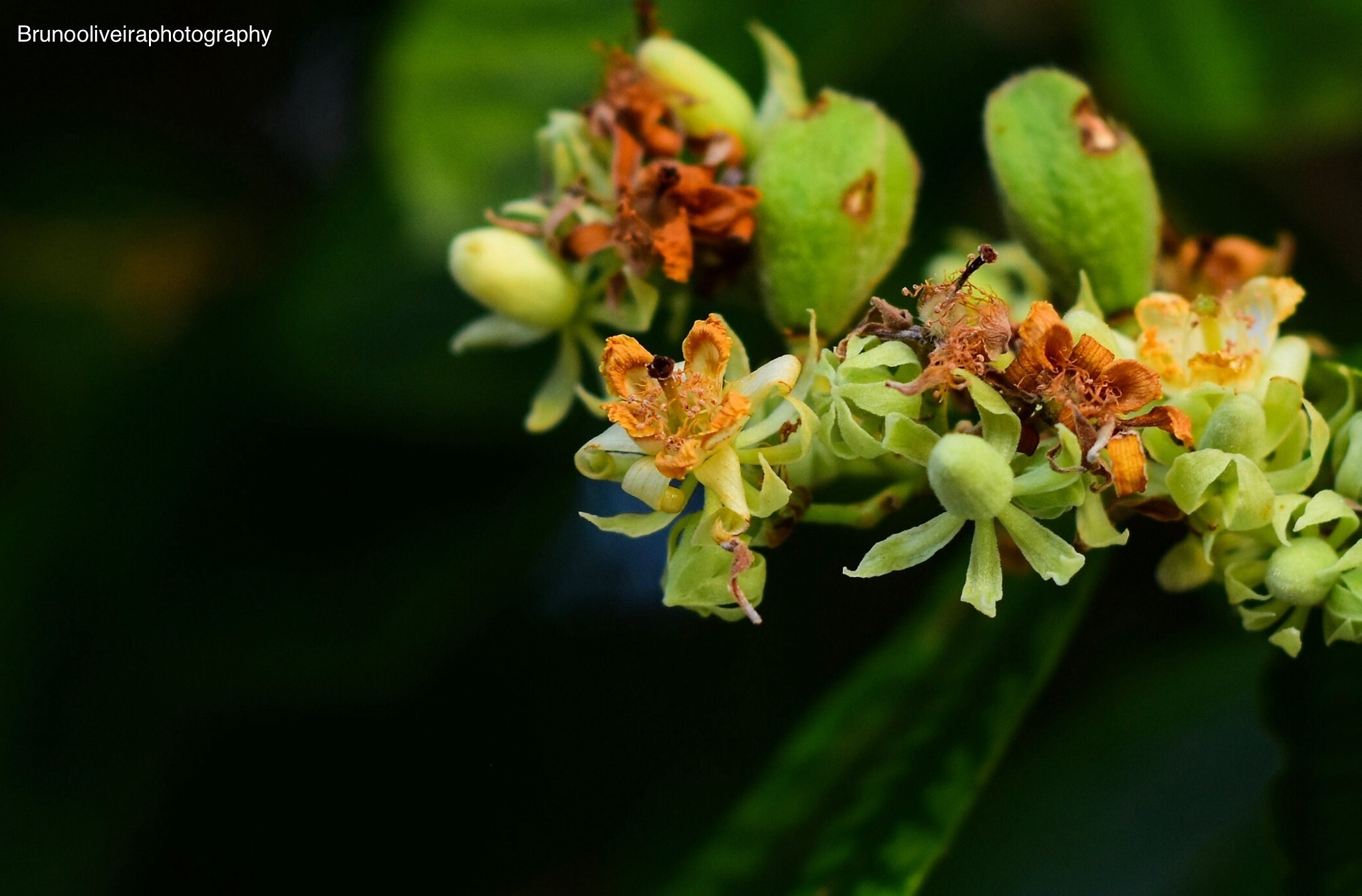 Nikon AF Nikkor 50mm F1.8D sample photo. Instagram: brunooliveiraphotography photography