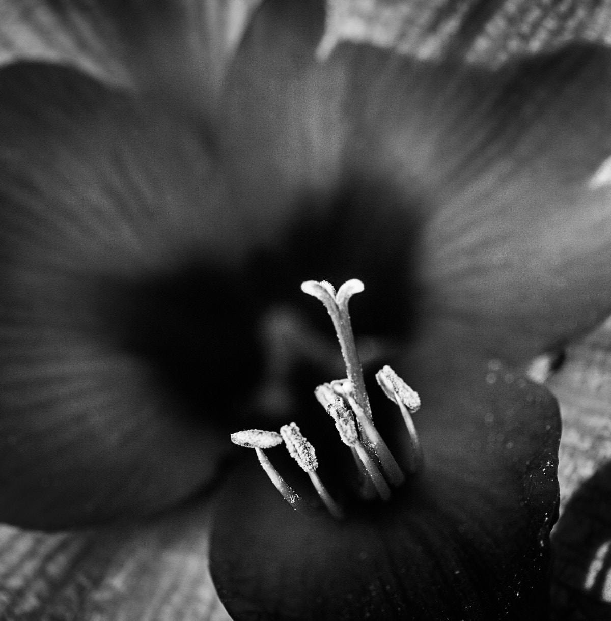 Canon EF 100mm F2.8 Macro USM sample photo. Tosubmit photography