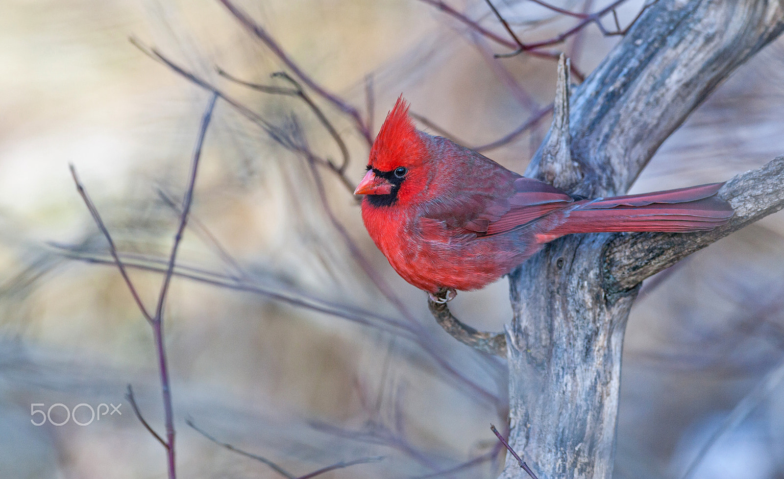 Canon EF 400mm F5.6L USM sample photo. Male cardinal photography