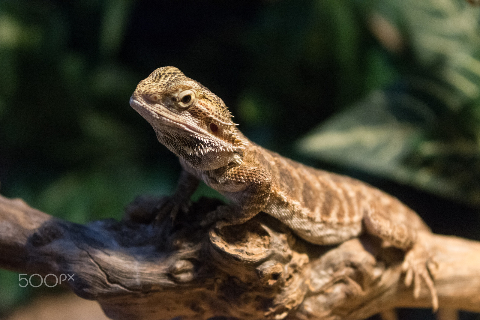 Nikon D7200 sample photo. Pogona (bearded dragon) photography