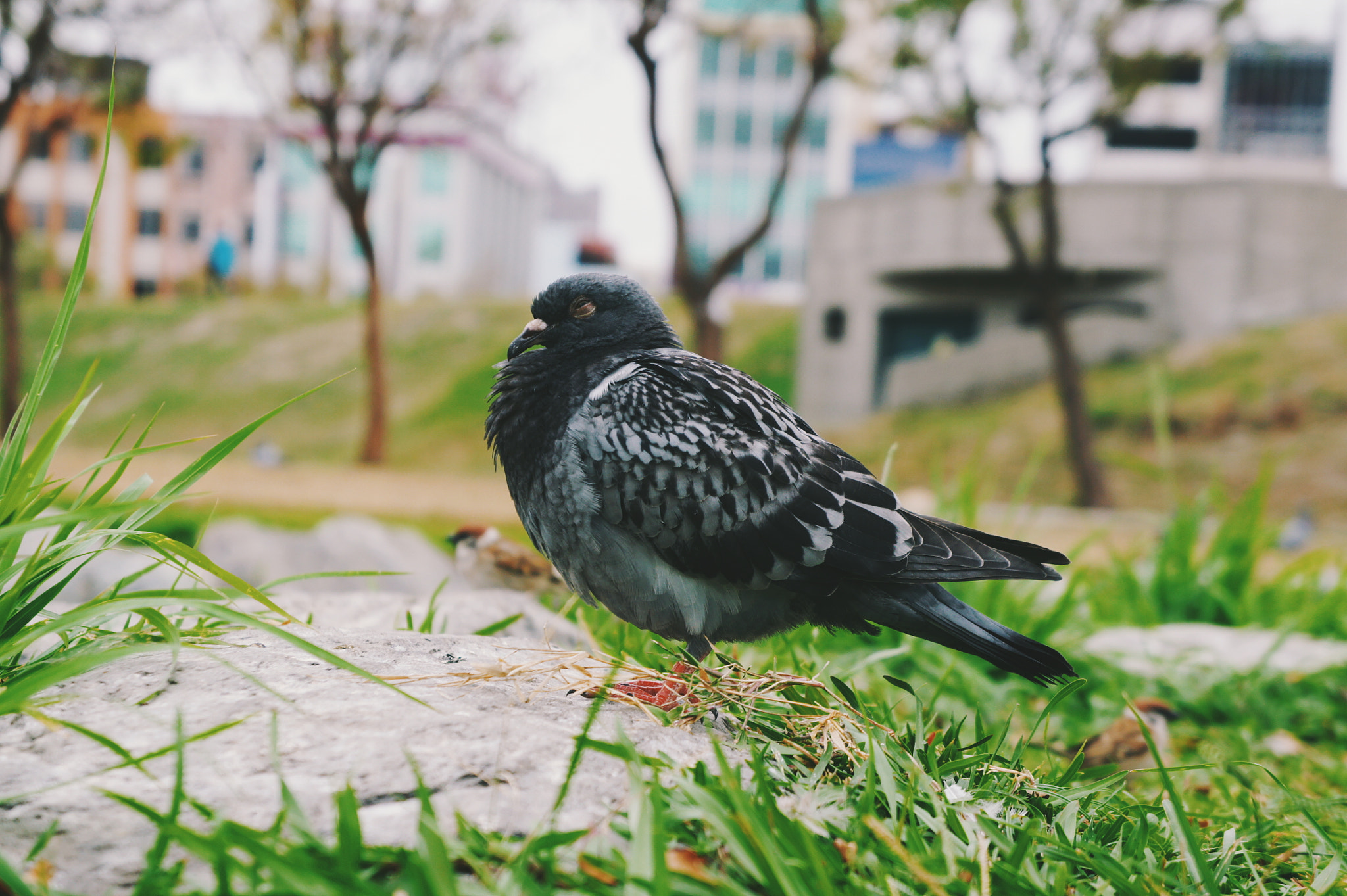 Sony E 18-55mm F3.5-5.6 OSS sample photo