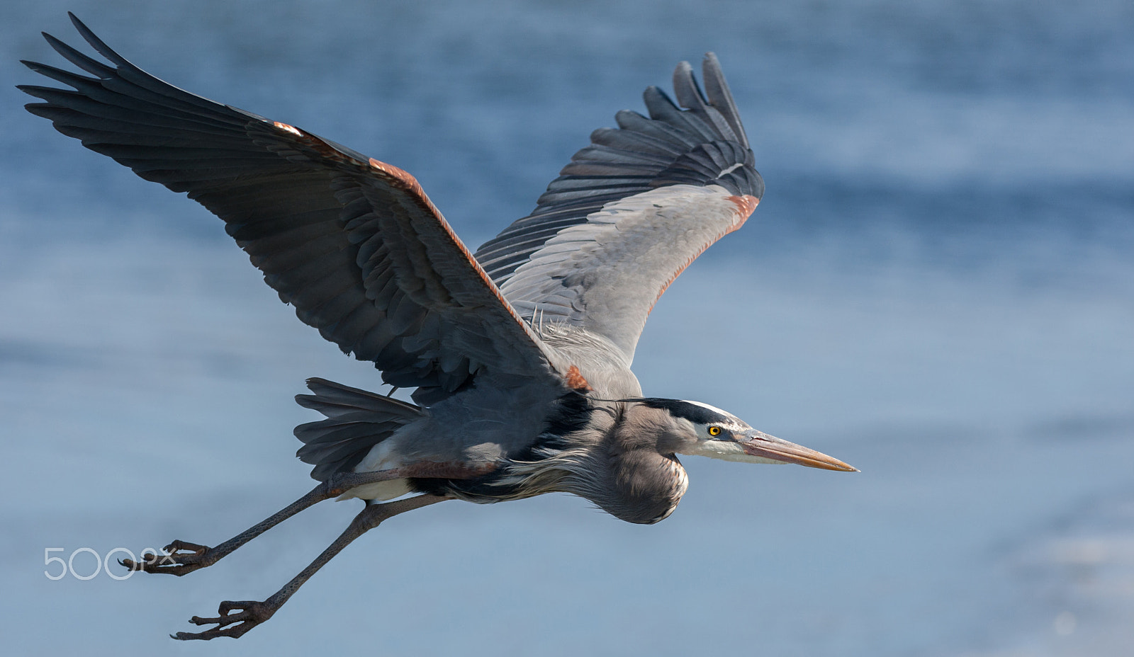 Canon EOS-1D Mark III + Canon EF 400mm F5.6L USM sample photo. Great blue heron in flight photography