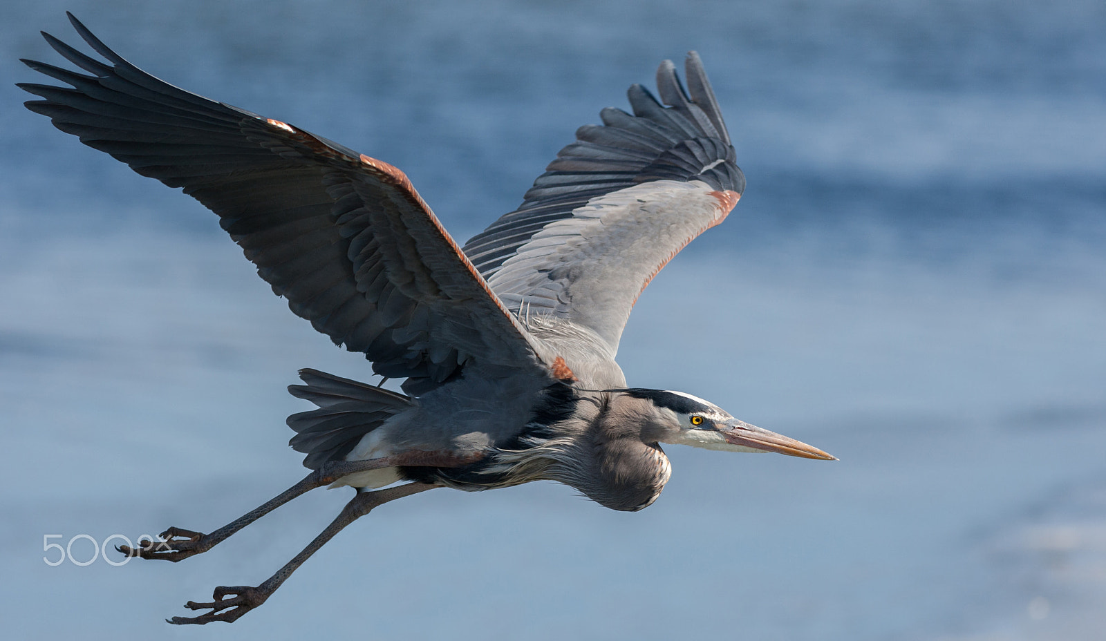 Canon EF 400mm F5.6L USM sample photo. Great blue heron in flight photography