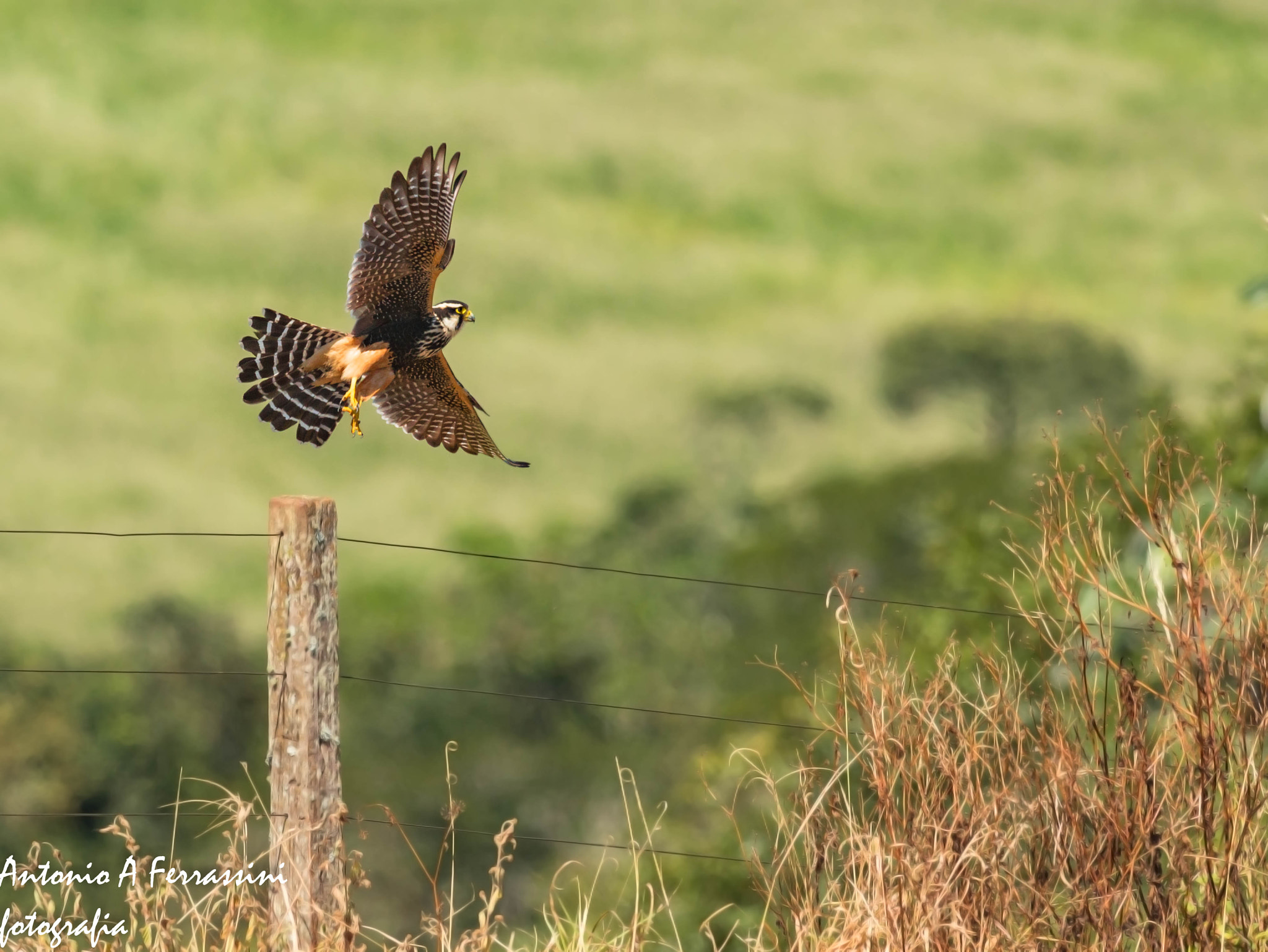 Nikon D610 + Nikon AF-S Nikkor 300mm F4D ED-IF sample photo. Falcao de coleira photography