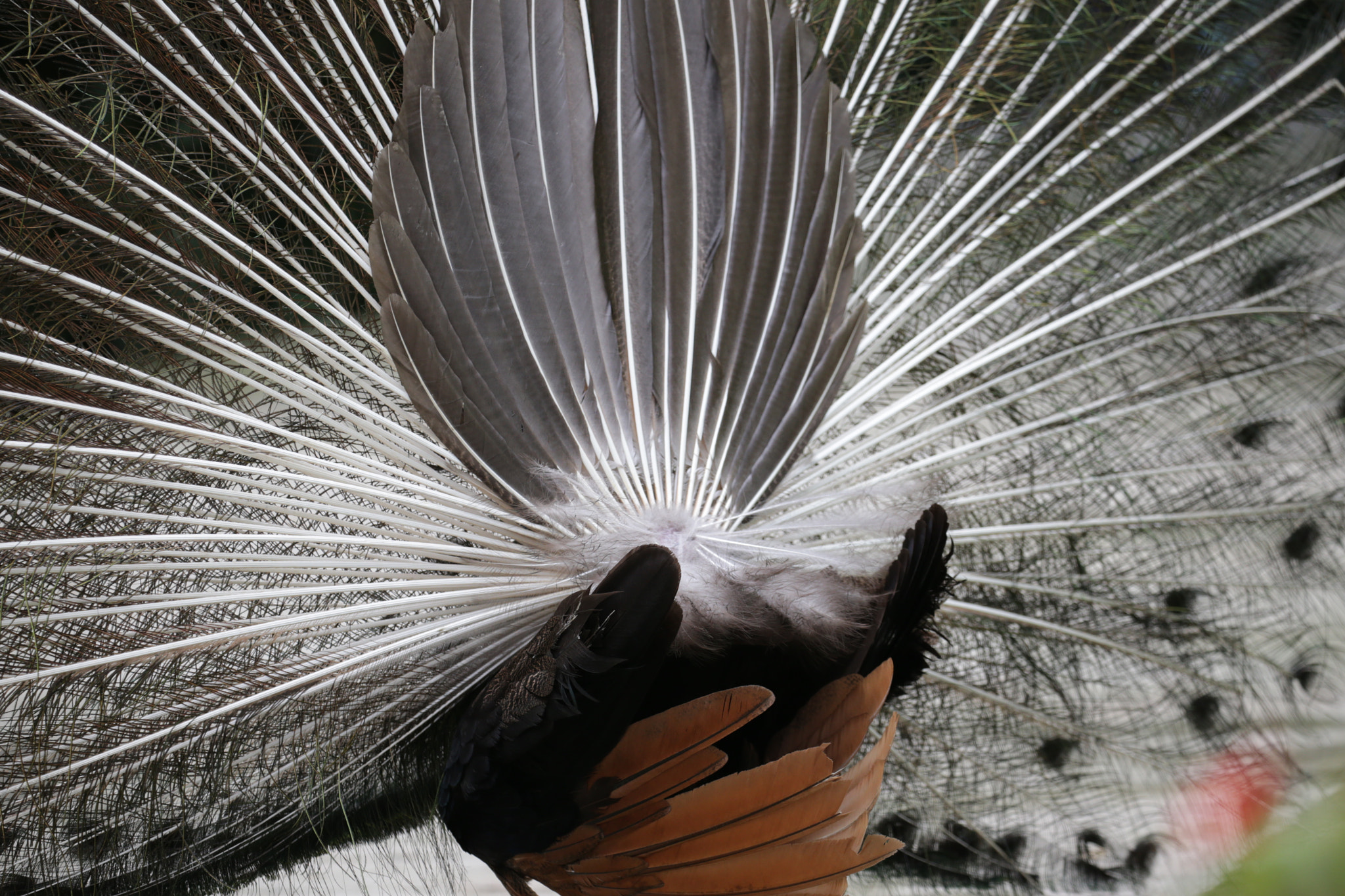 Canon EOS-1D X sample photo. The other side photography
