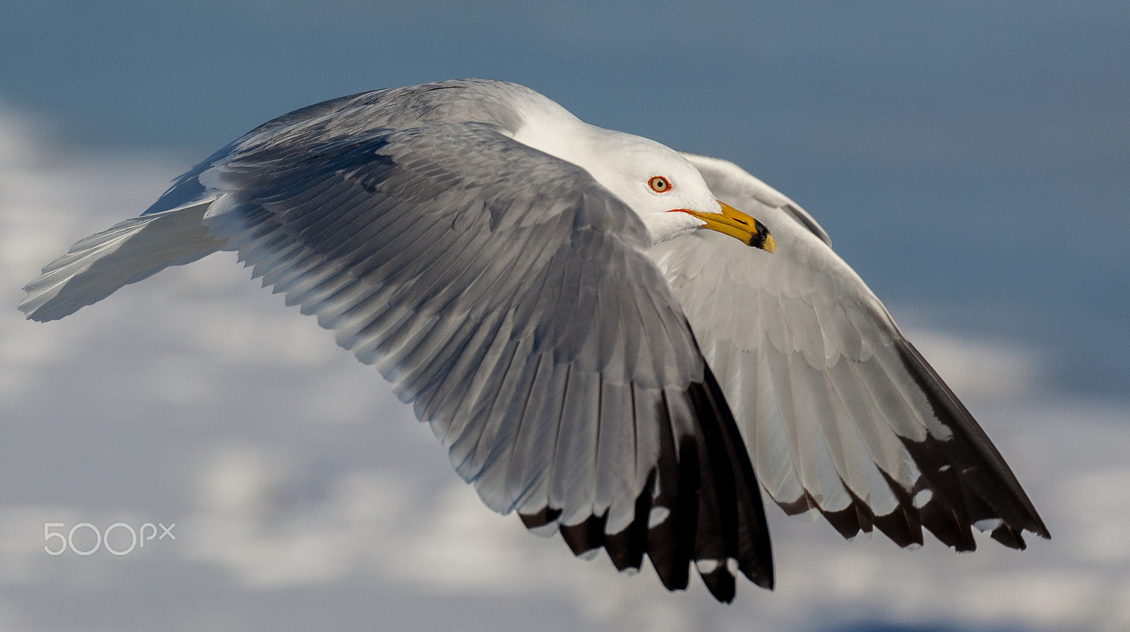 Canon EOS 5D Mark II sample photo. Seagull in flight over ice photography