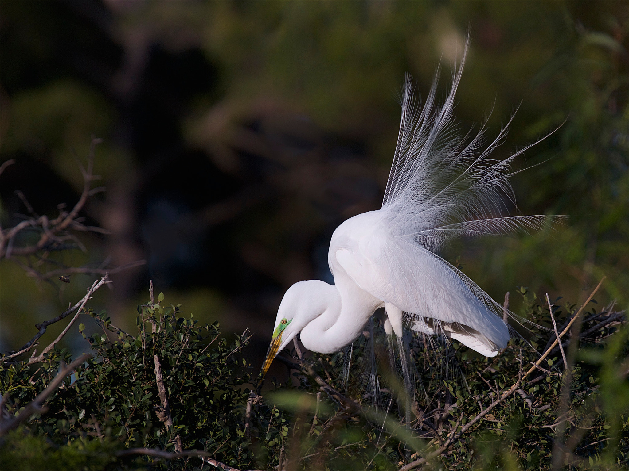 Canon EF 70-300mm F4-5.6L IS USM sample photo. The mating dress and dance photography