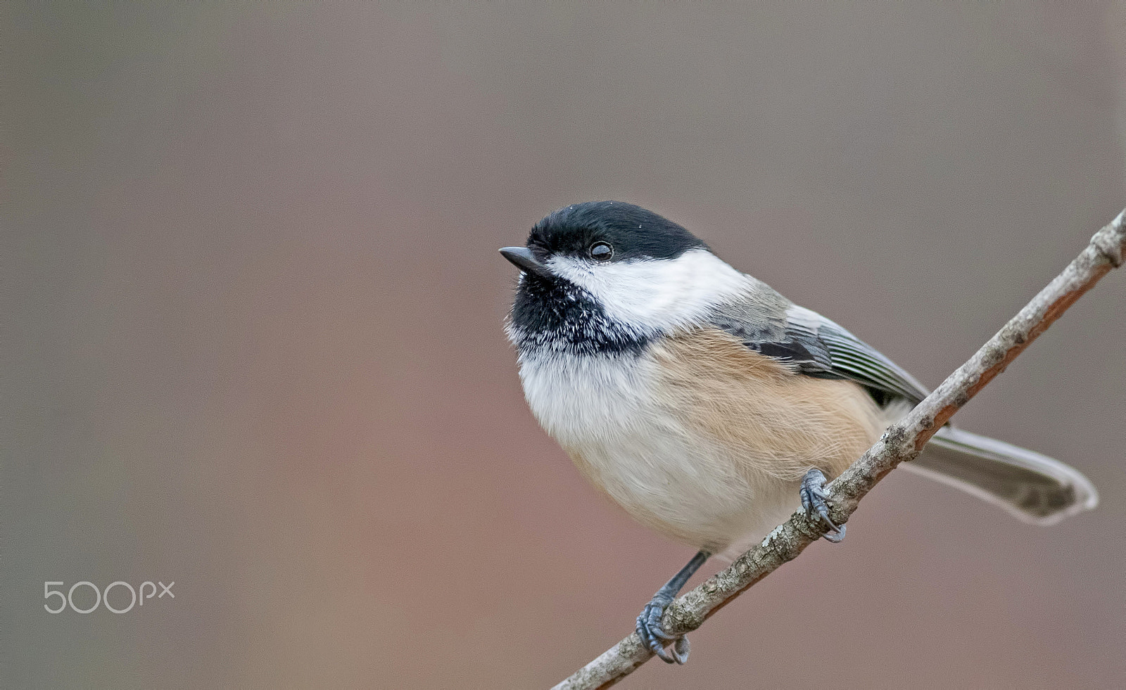 Canon EF 400mm F5.6L USM sample photo. Black capped chickadee photography