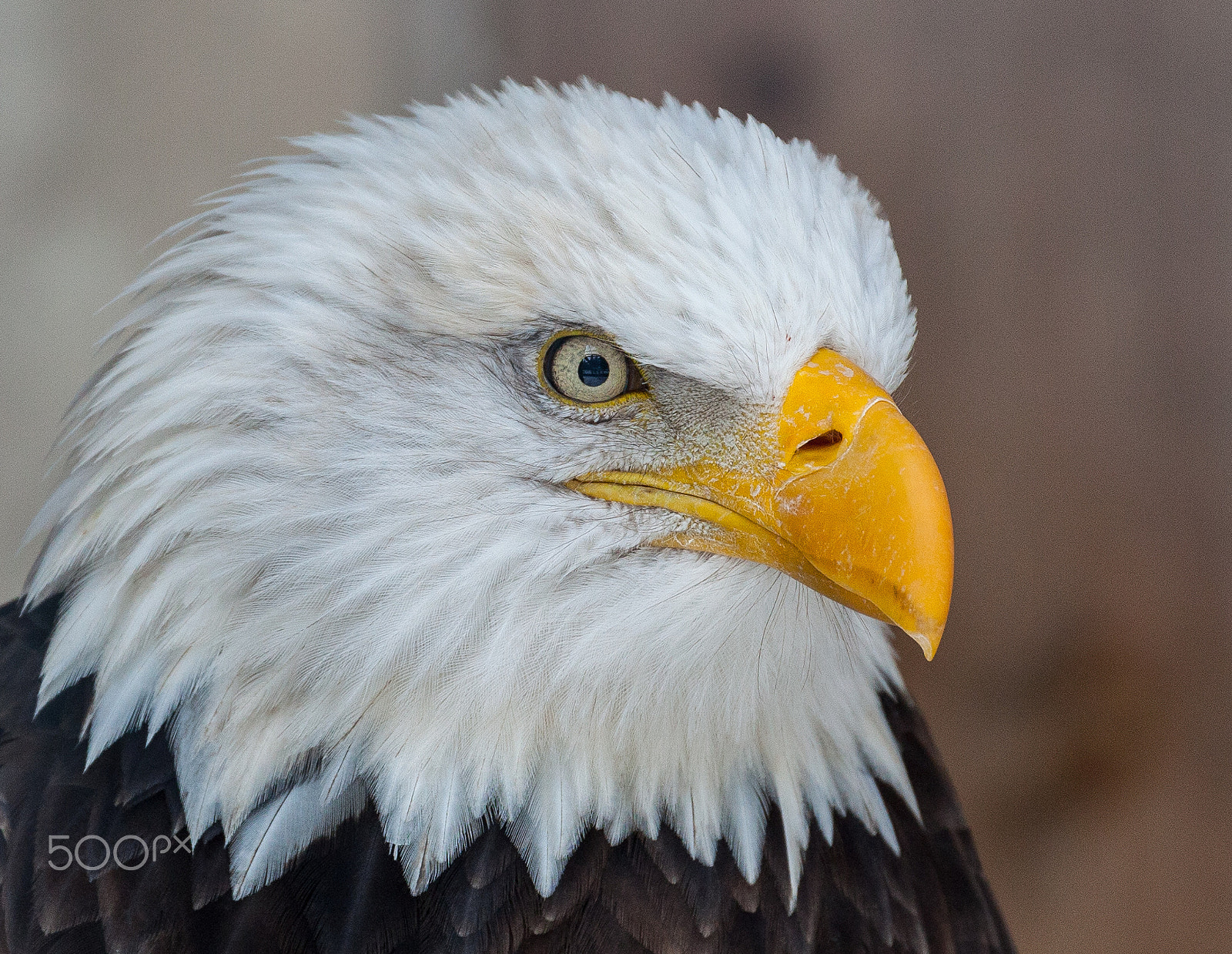 Canon EF 70-300mm F4-5.6L IS USM sample photo. Bald eagle (captive) photography