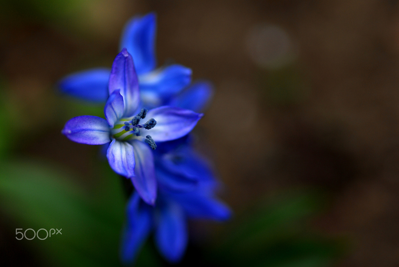 Nikon D200 sample photo. Blue little flower photography