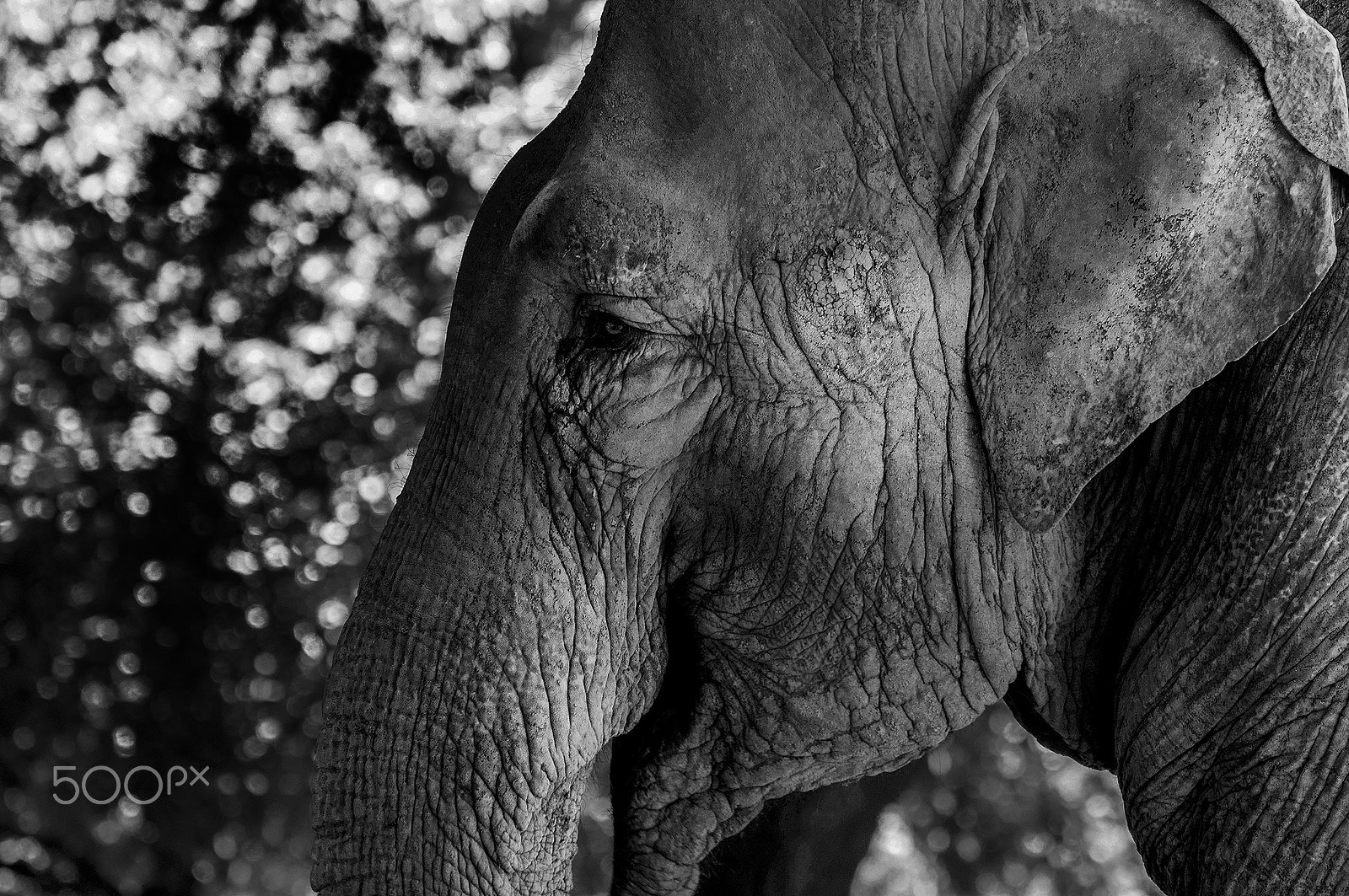 Nikon D90 + Nikon AF-S Nikkor 70-300mm F4.5-5.6G VR sample photo. Elefante no  zoo- elephant at the zoo photography