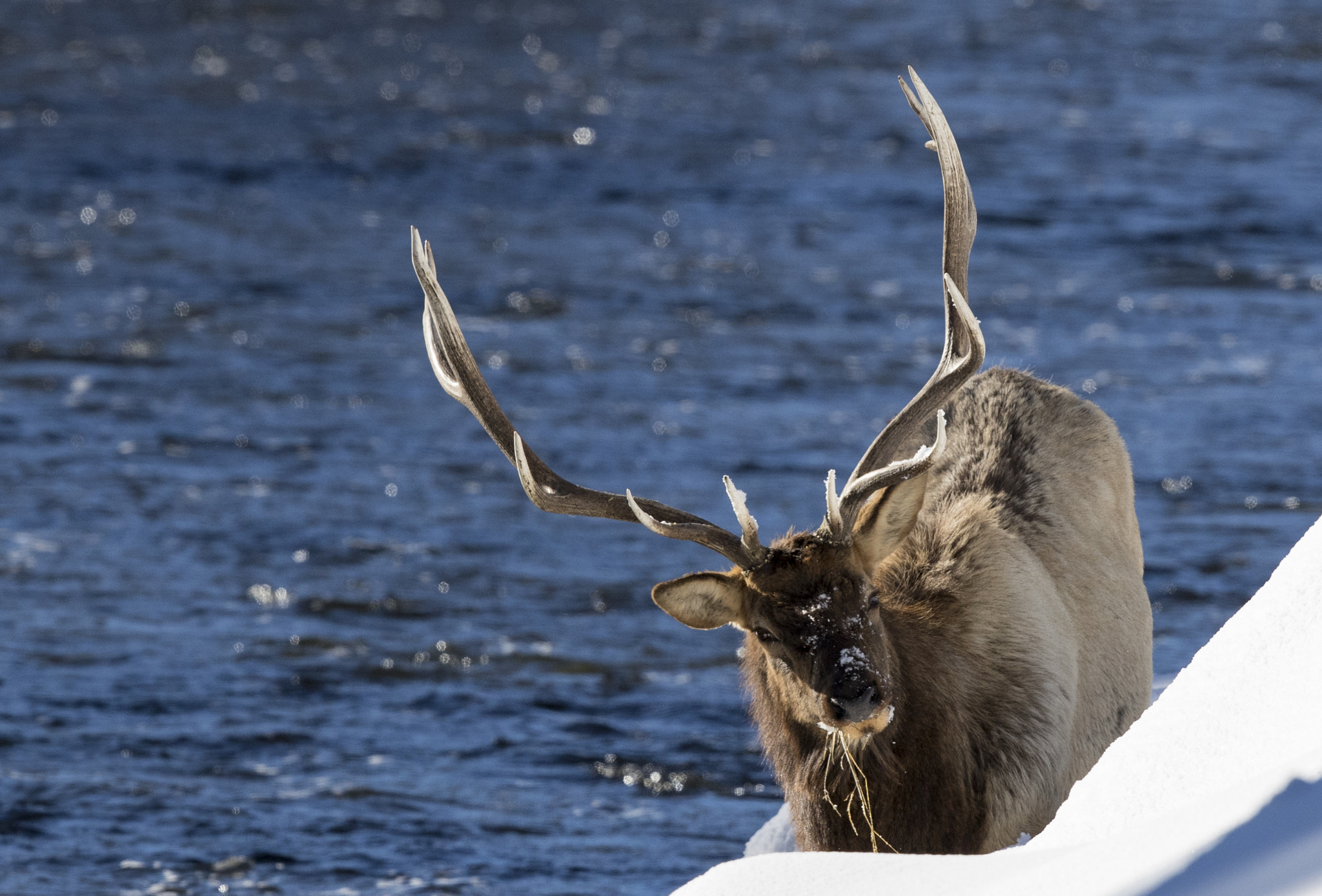 Canon EF 500mm F4L IS II USM sample photo. () photography