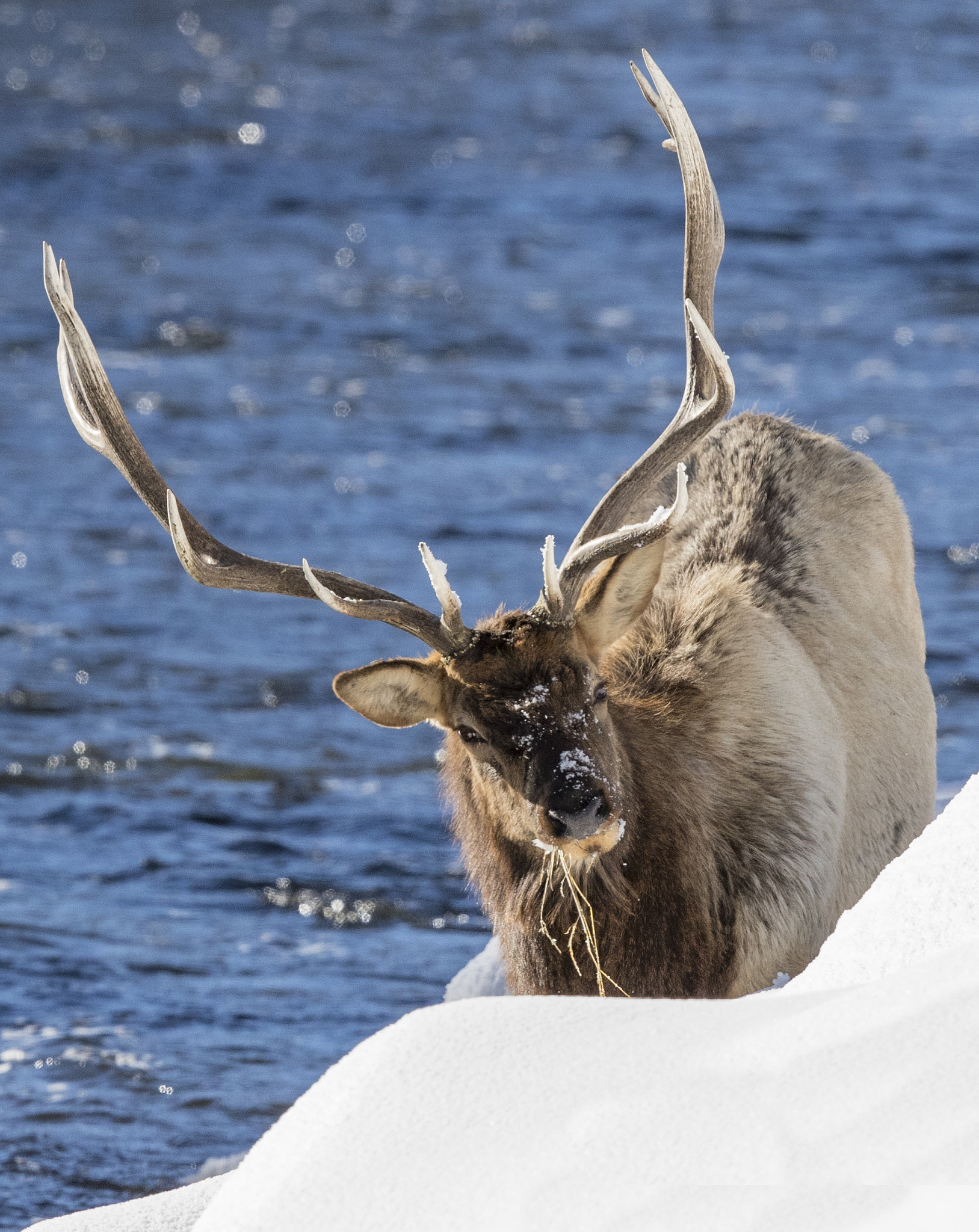 Canon EOS-1D X Mark II + Canon EF 500mm F4L IS II USM sample photo. Efi photography