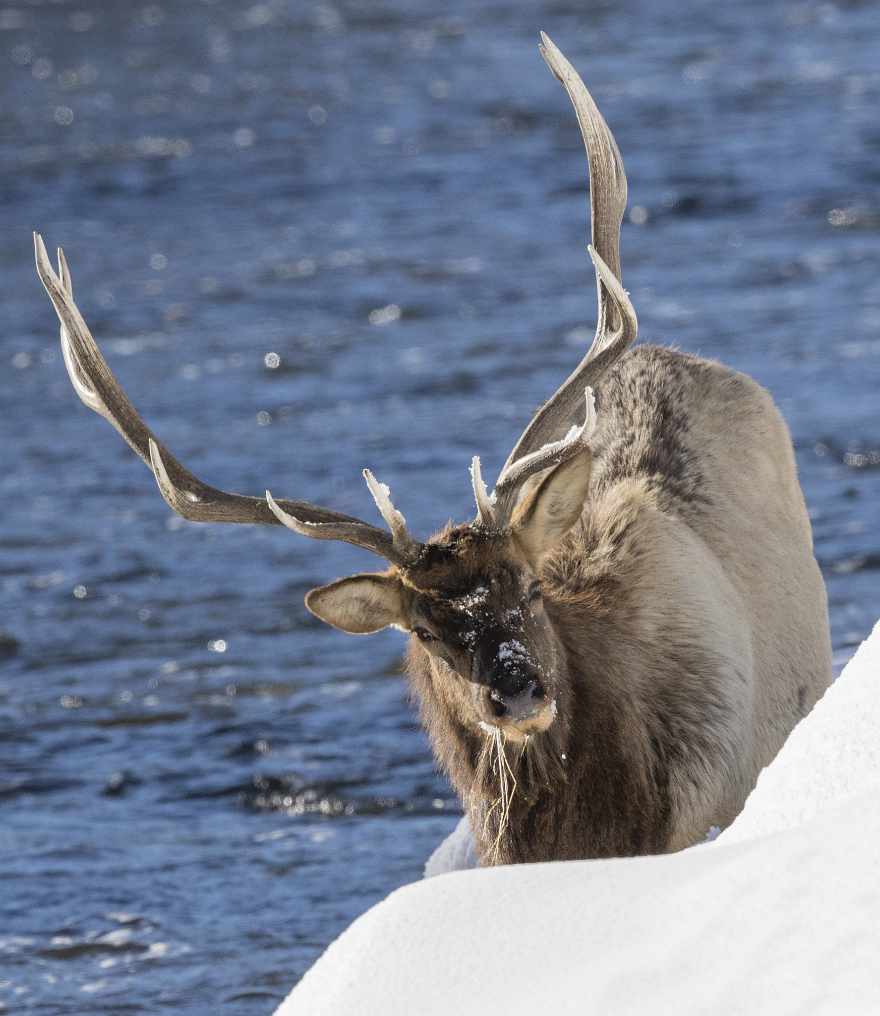 Canon EOS-1D X Mark II + Canon EF 500mm F4L IS II USM sample photo. Efi photography