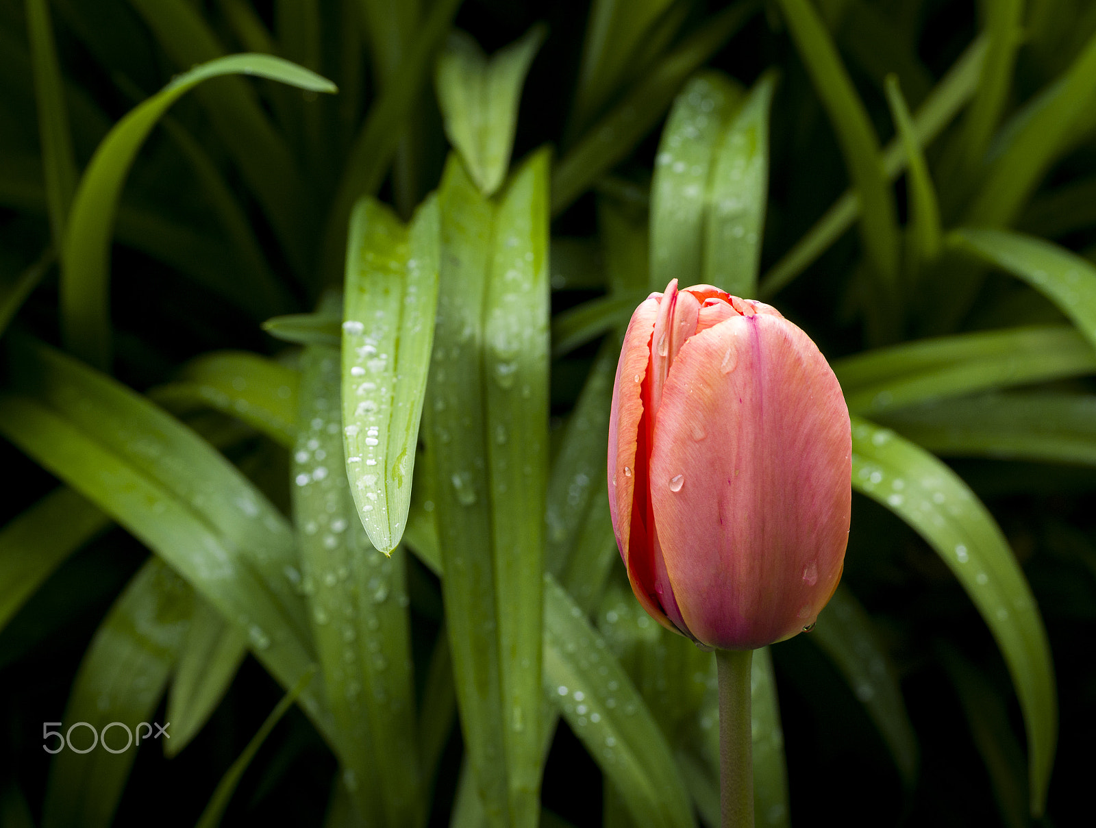 Pentax K-3 + Sigma sample photo. Tulip at shore acres photography