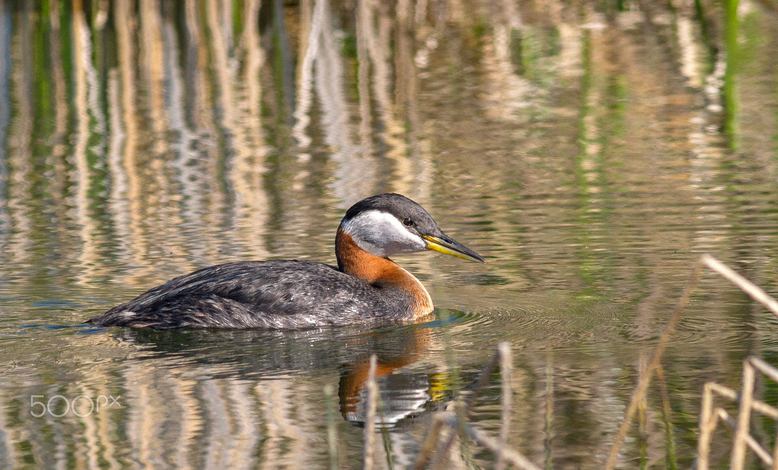 Canon EOS 7D + Canon EF 400mm F5.6L USM sample photo. Red necked grebe photography