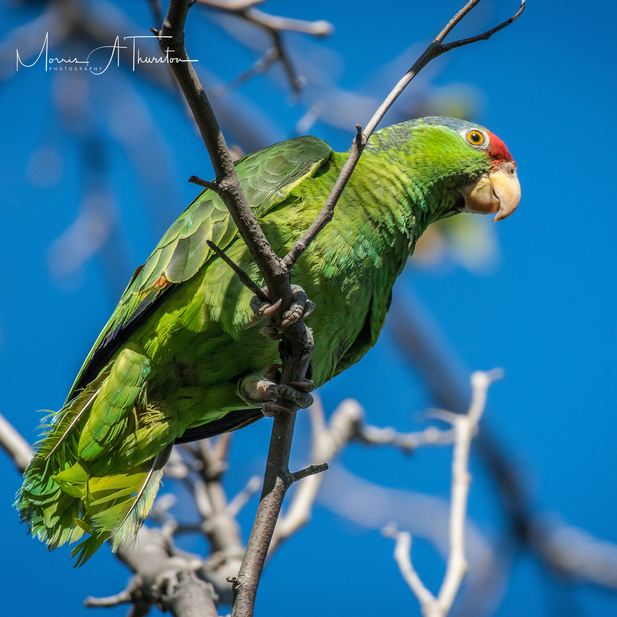 Nikon AF-S Nikkor 200-500mm F5.6E ED VR sample photo. Red-crowned parrot photography