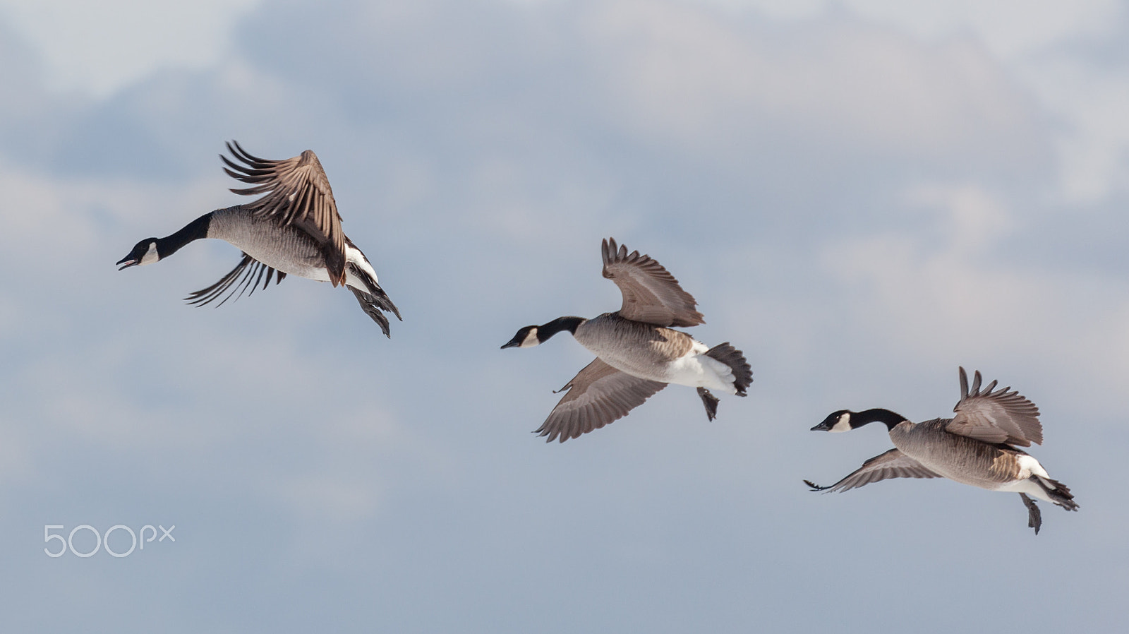 Canon EF 70-300mm F4-5.6L IS USM sample photo. Three canada geese in flight photography
